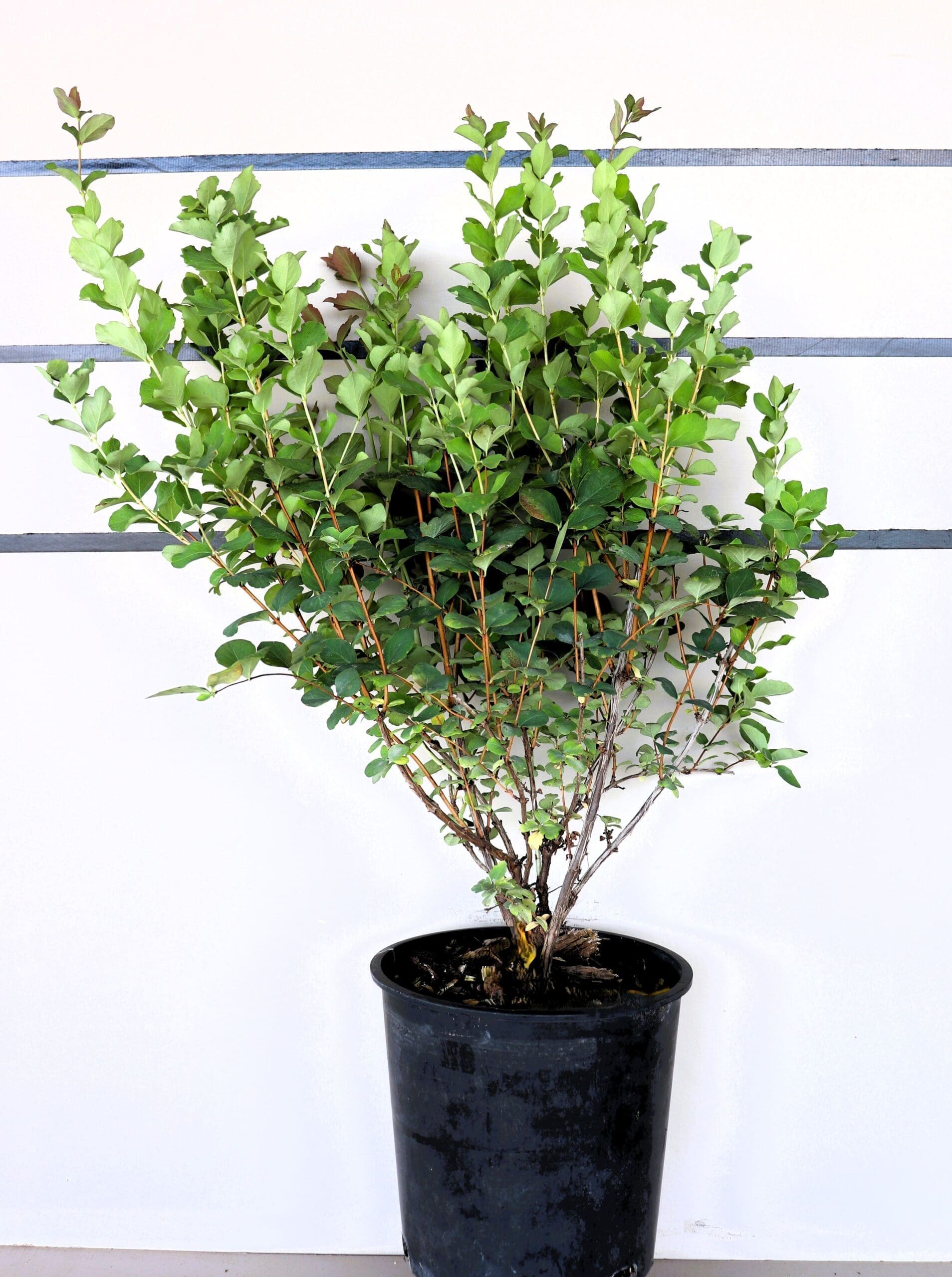 Symphoricarpos albus