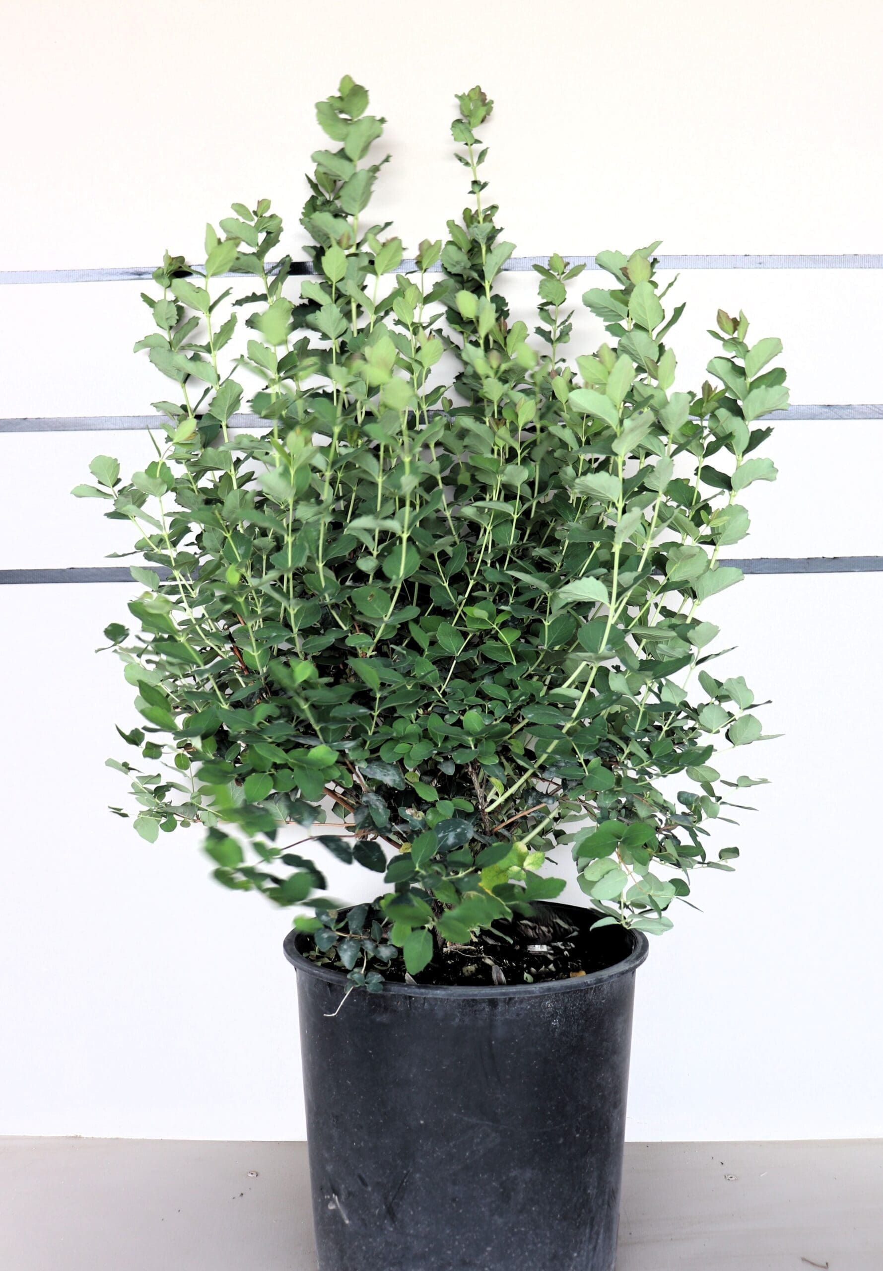 Symphoricarpos albus