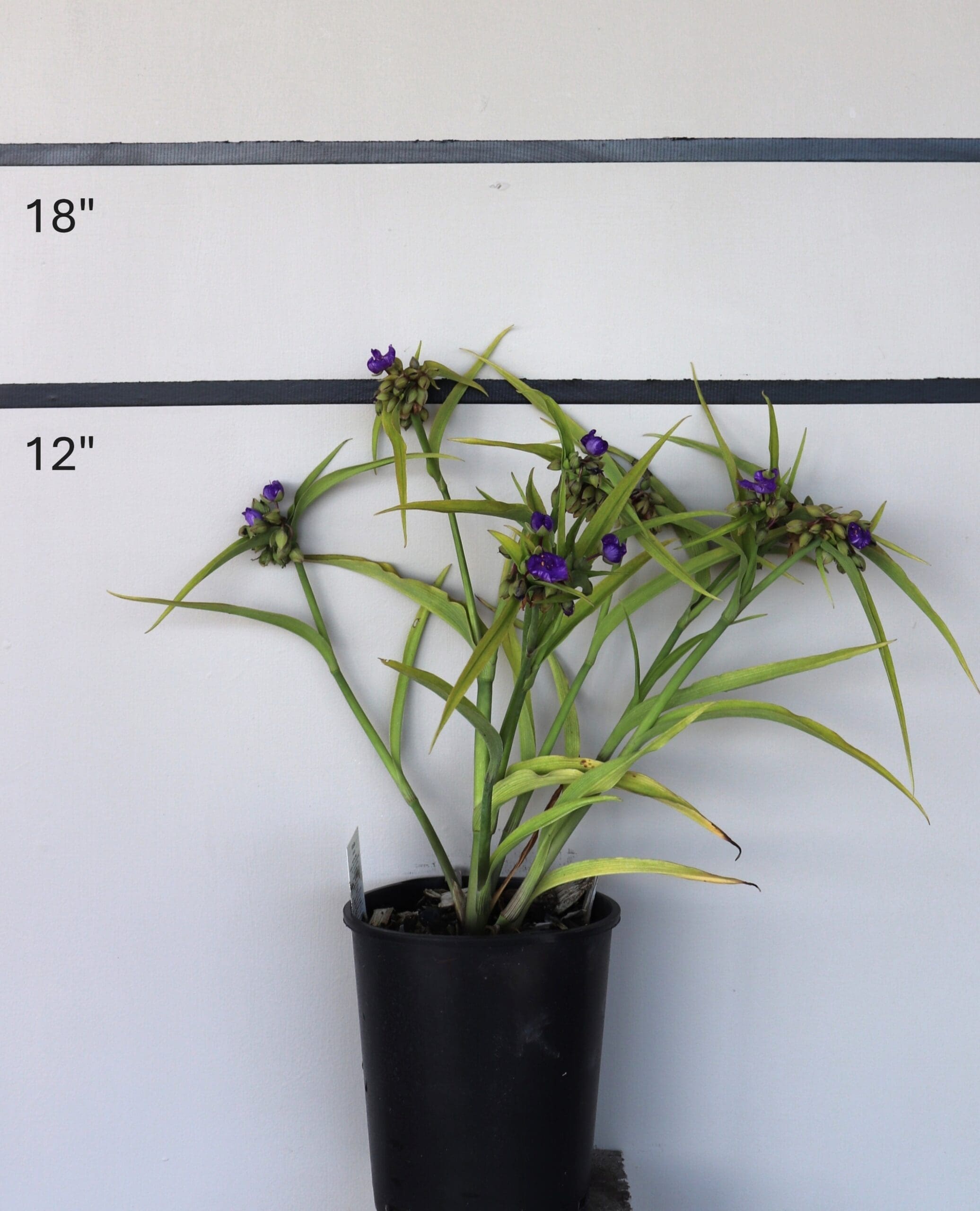 Tradescantia 'Concord Grape' - Spiderwort Concord Grape