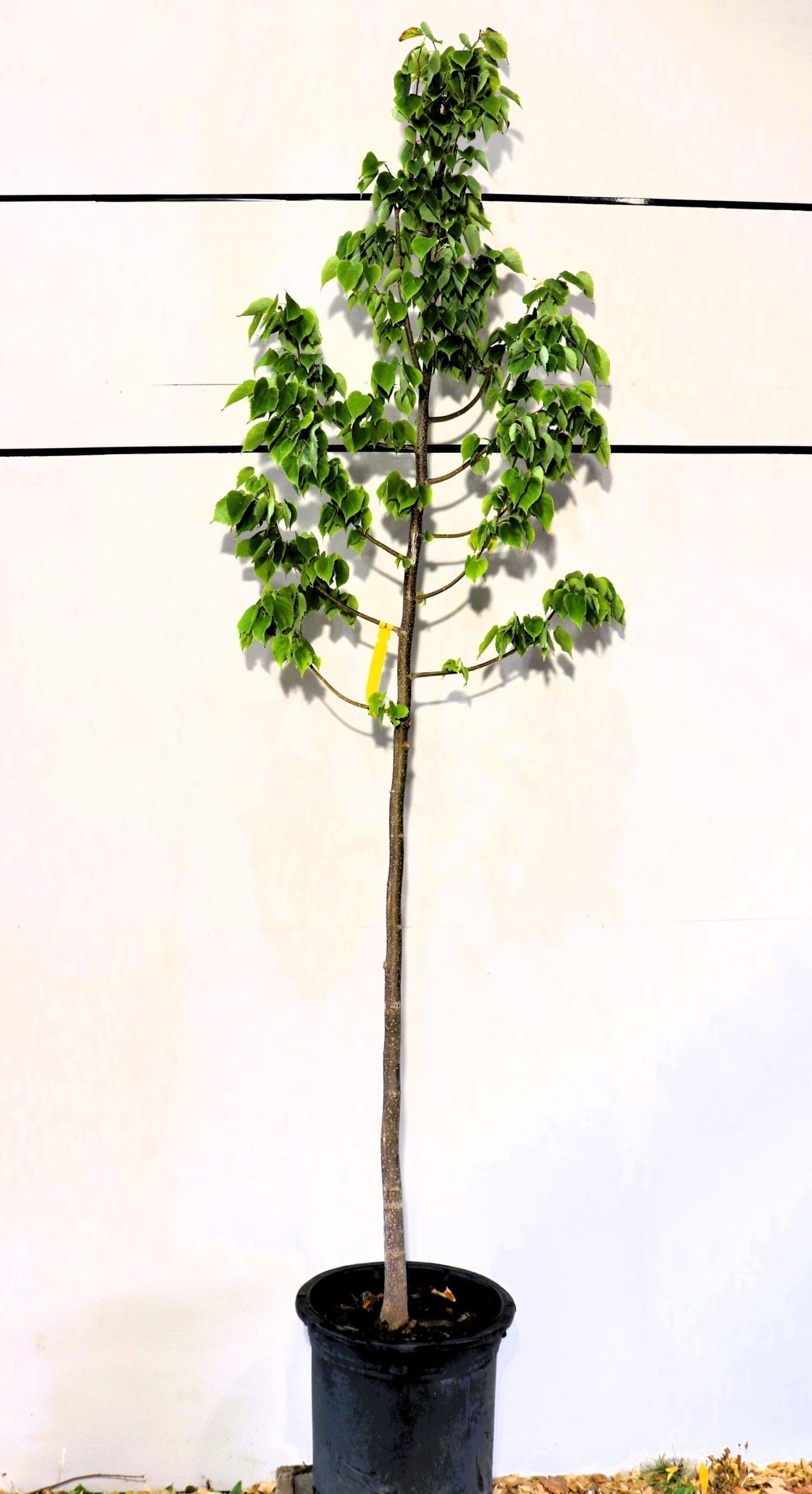Tilia mongolica 'Harvest Gold'