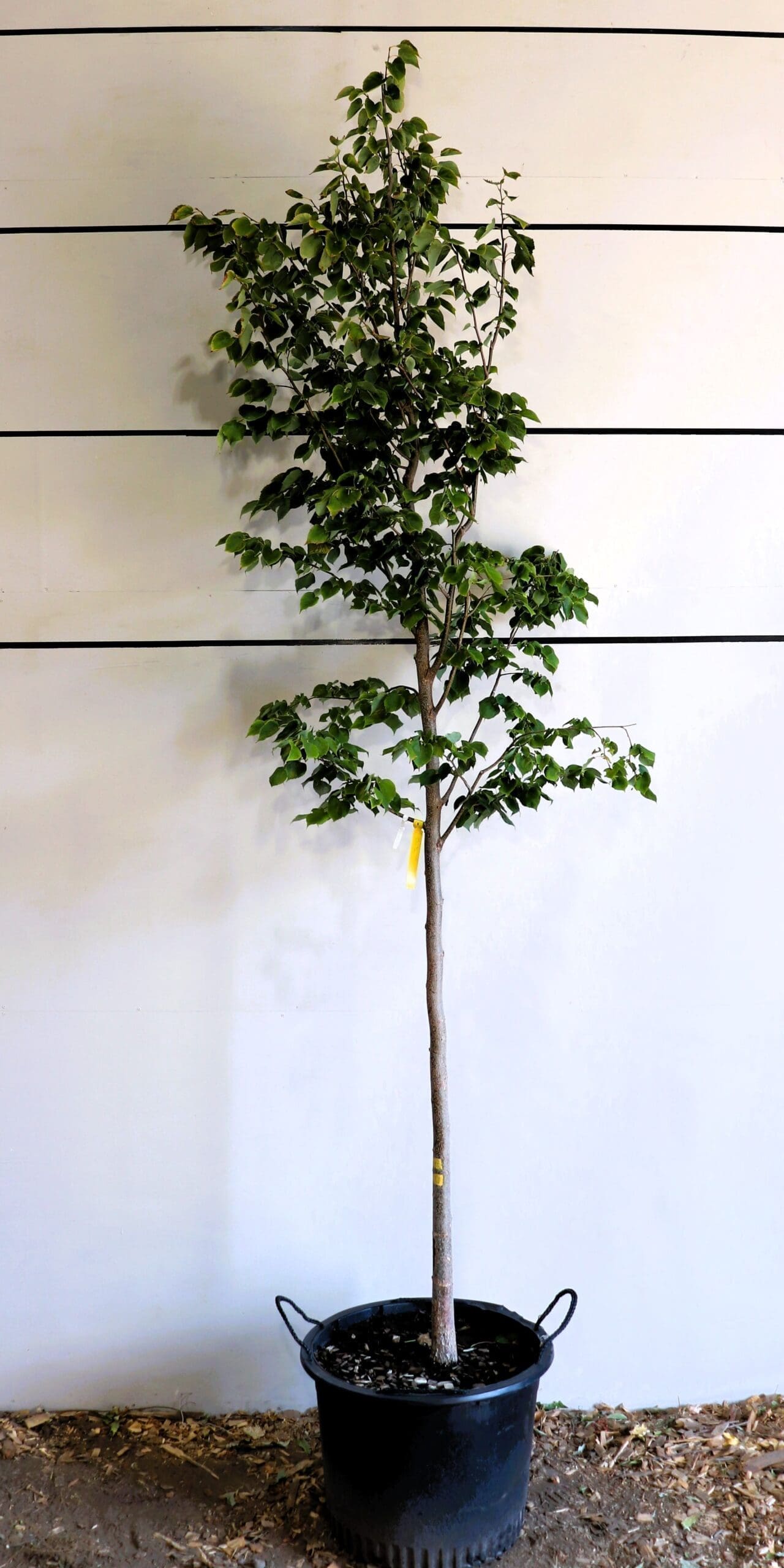 Tilia mongolica 'Harvest Gold'