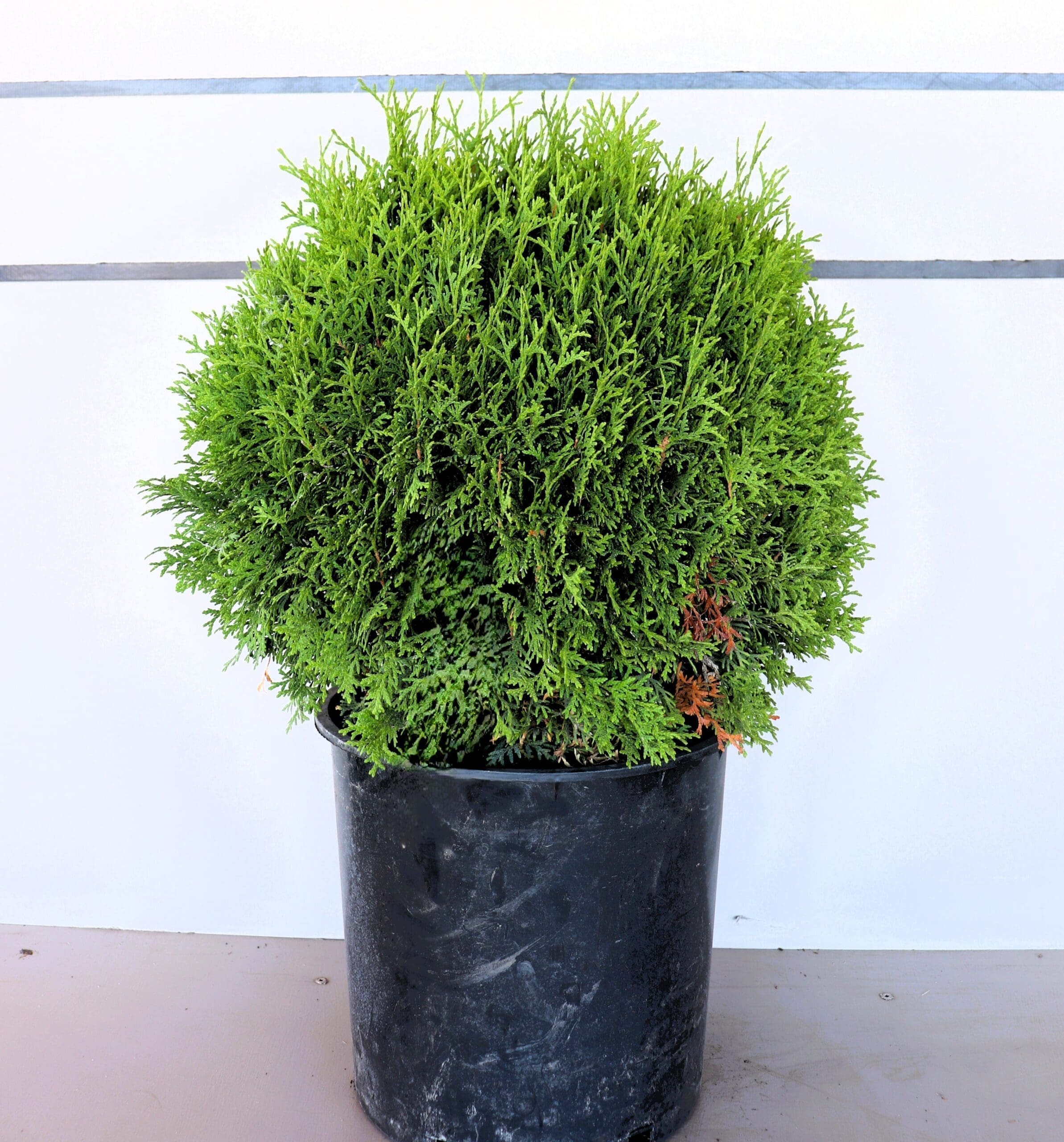 Thuja occidentalis 'Little Giant'