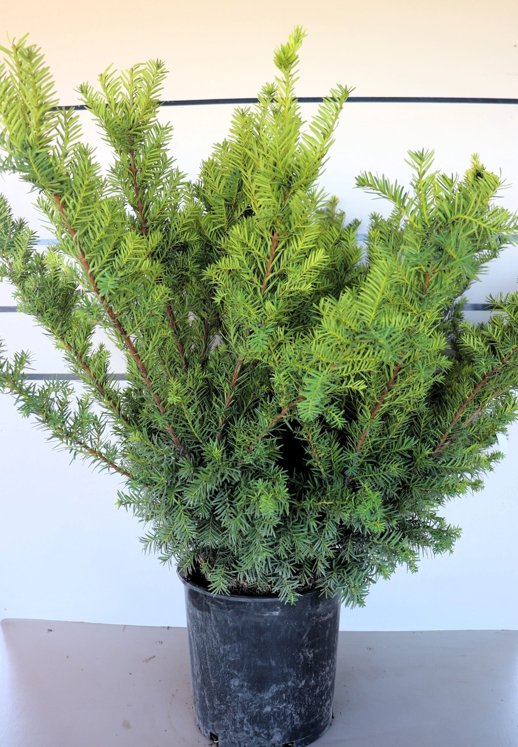 Taxus x media 'Densiformis'
