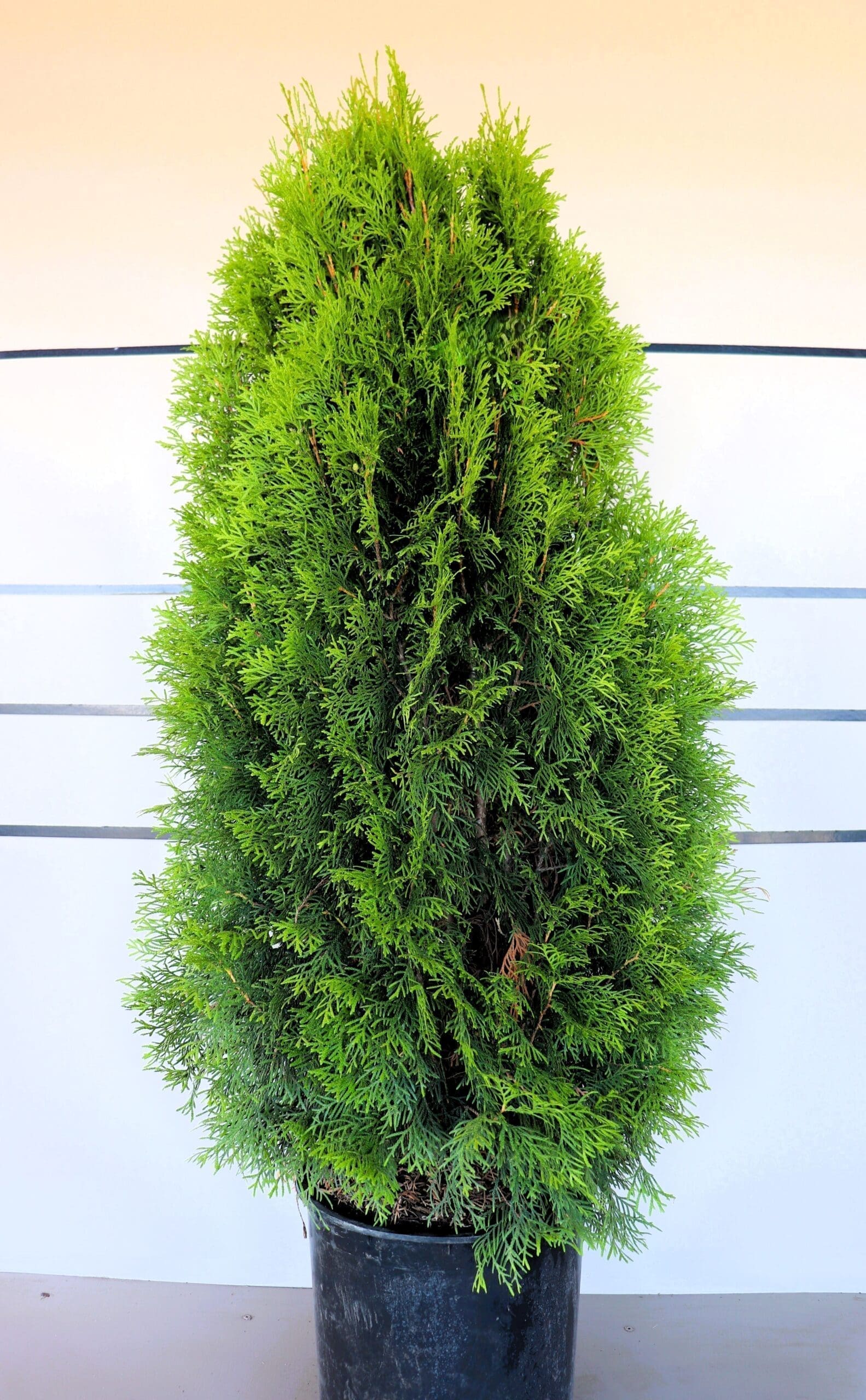 Thuja occidentalis 'Emerald'