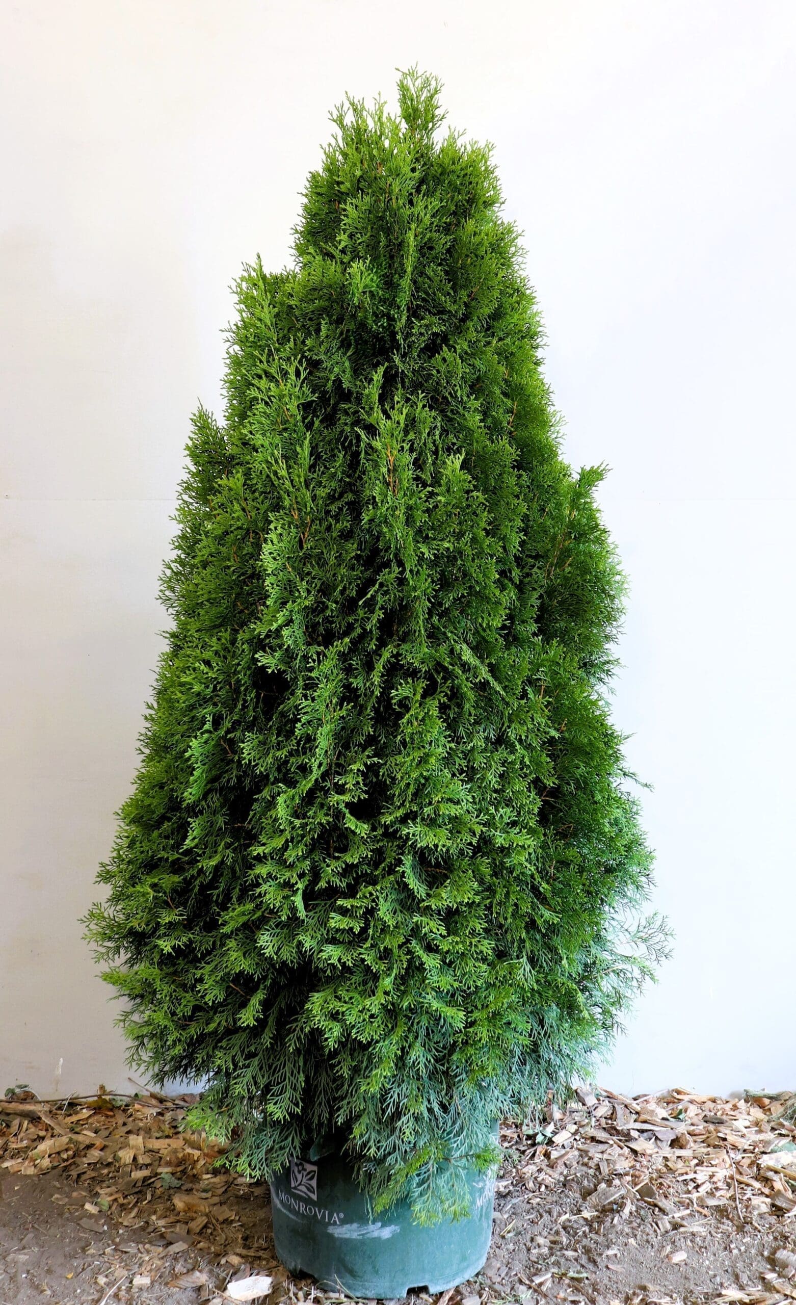 Thuja occidentalis 'Emerald'