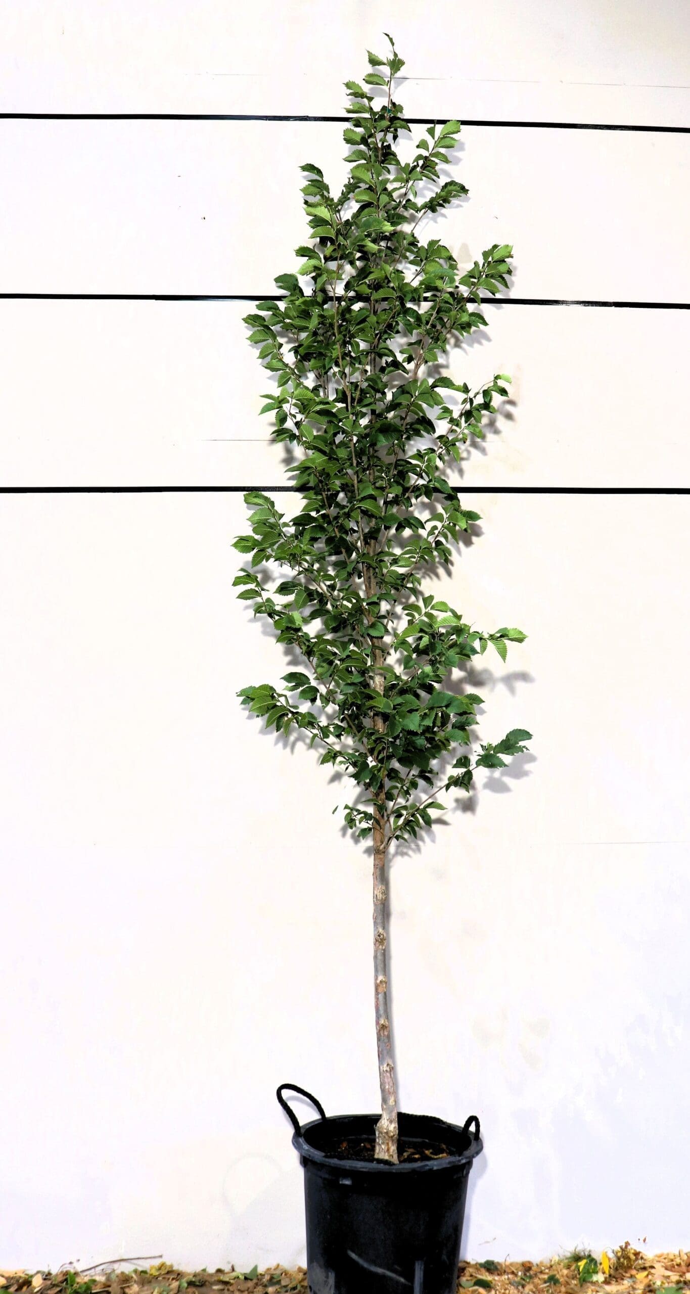Ulmus americana 'Brandon'