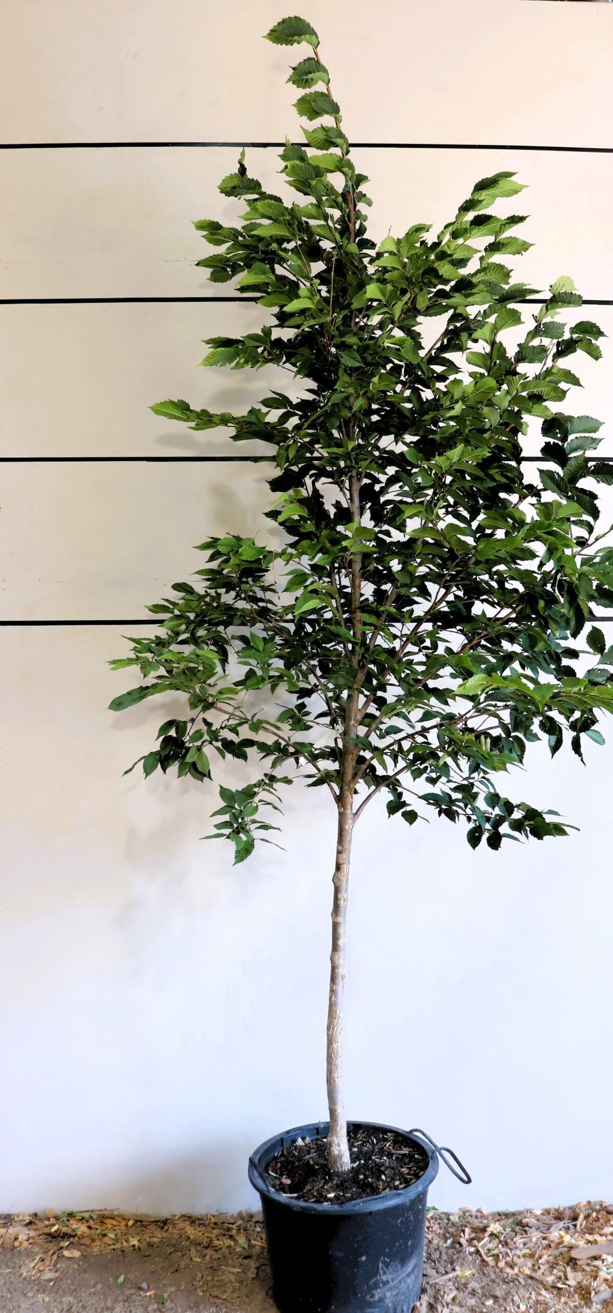 Ulmus americana 'Brandon'