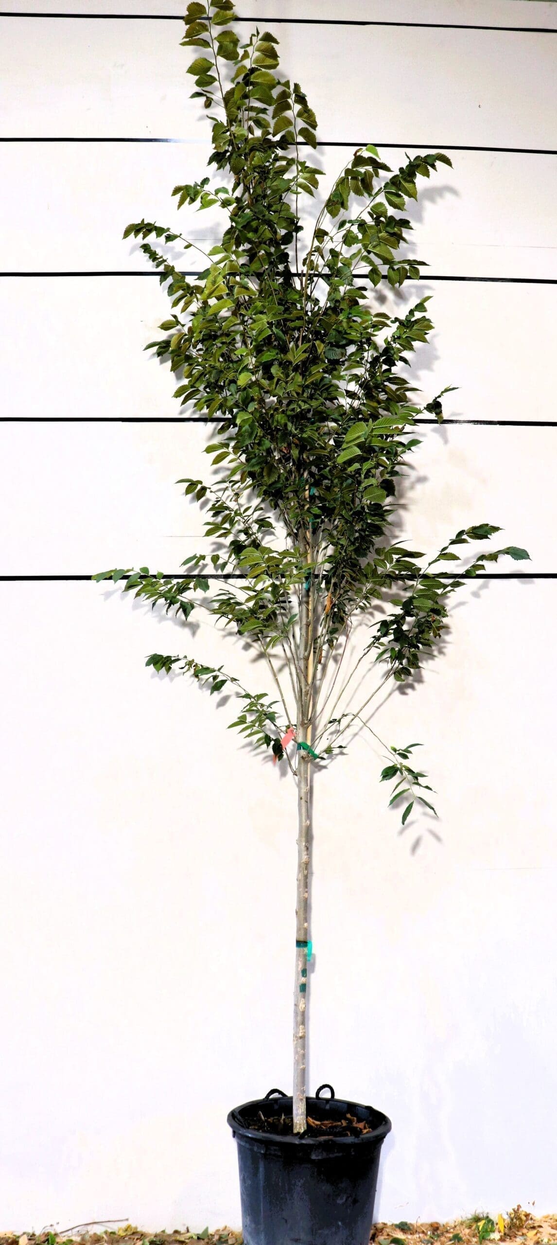 Ulmus a. 'JFS-PrinceII' (Colonial)