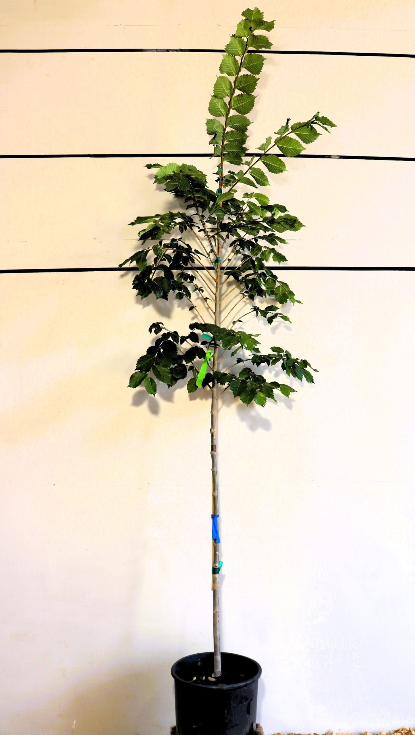 Ulmus americana 'Lewis & Clark'