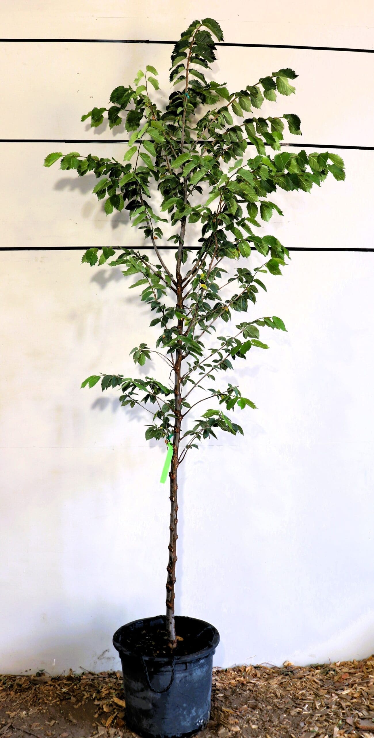 Ulmus americana 'Lewis & Clark'
