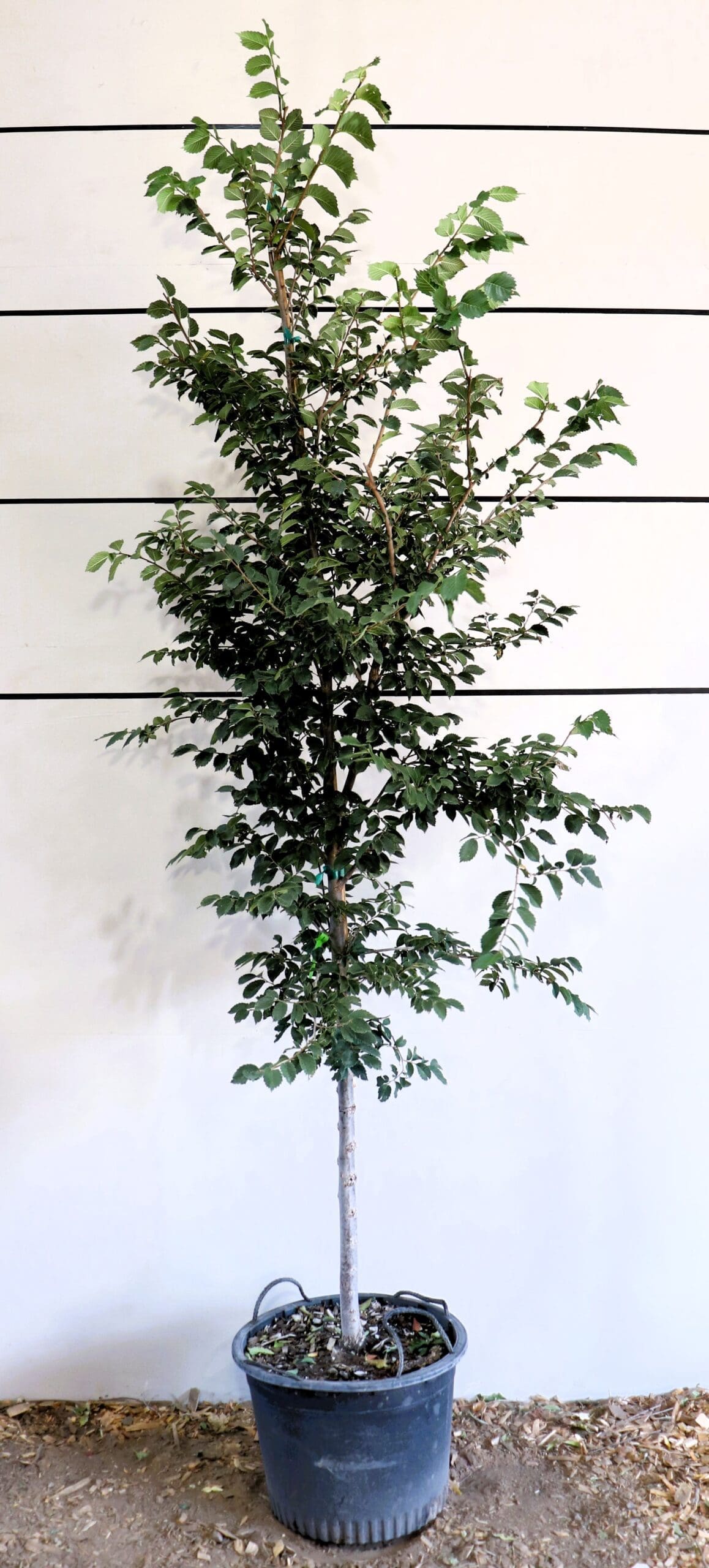 Ulmus americana 'Lewis & Clark'