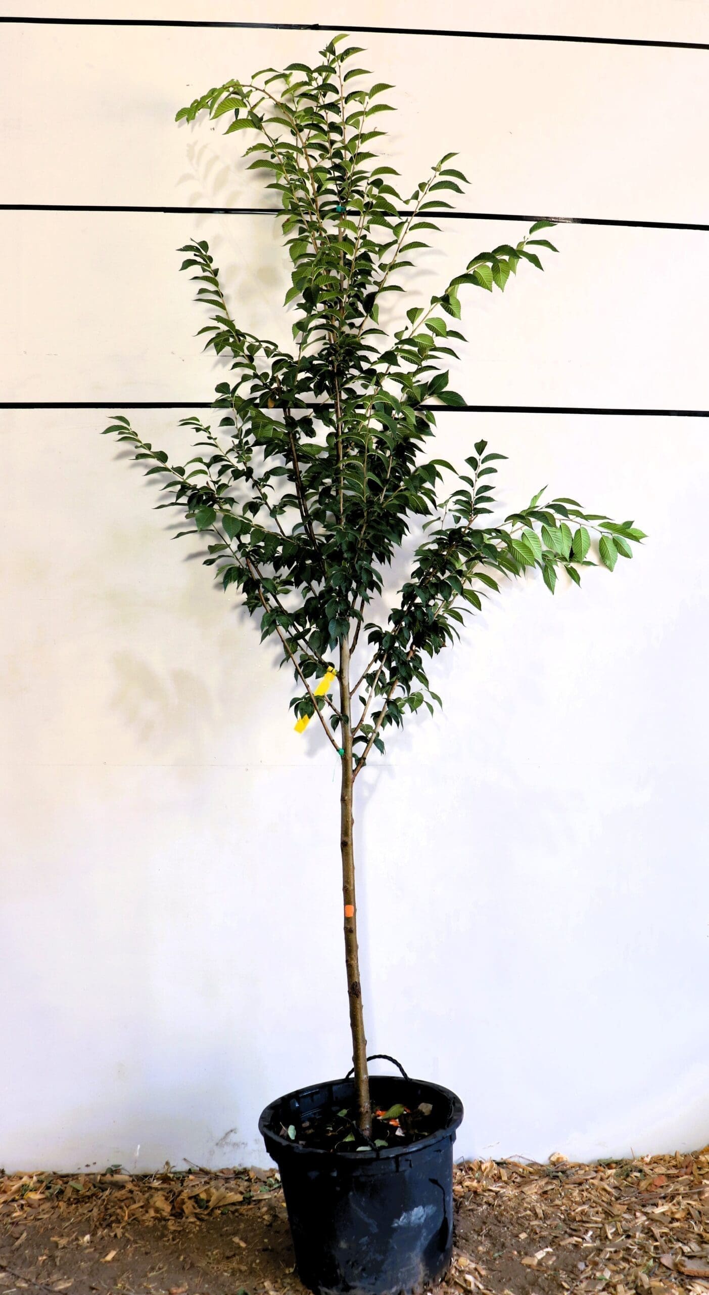 Ulmus glabra 'Morton Glossy''