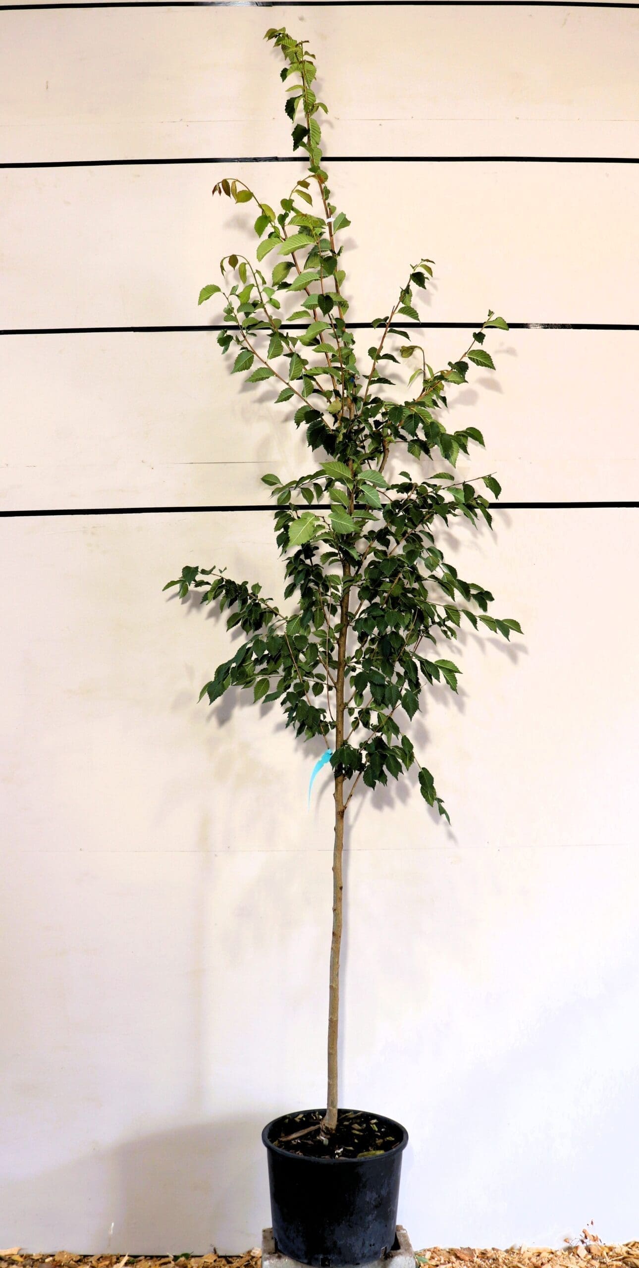 Ulmus japonica x wilsoniana 'Morton'