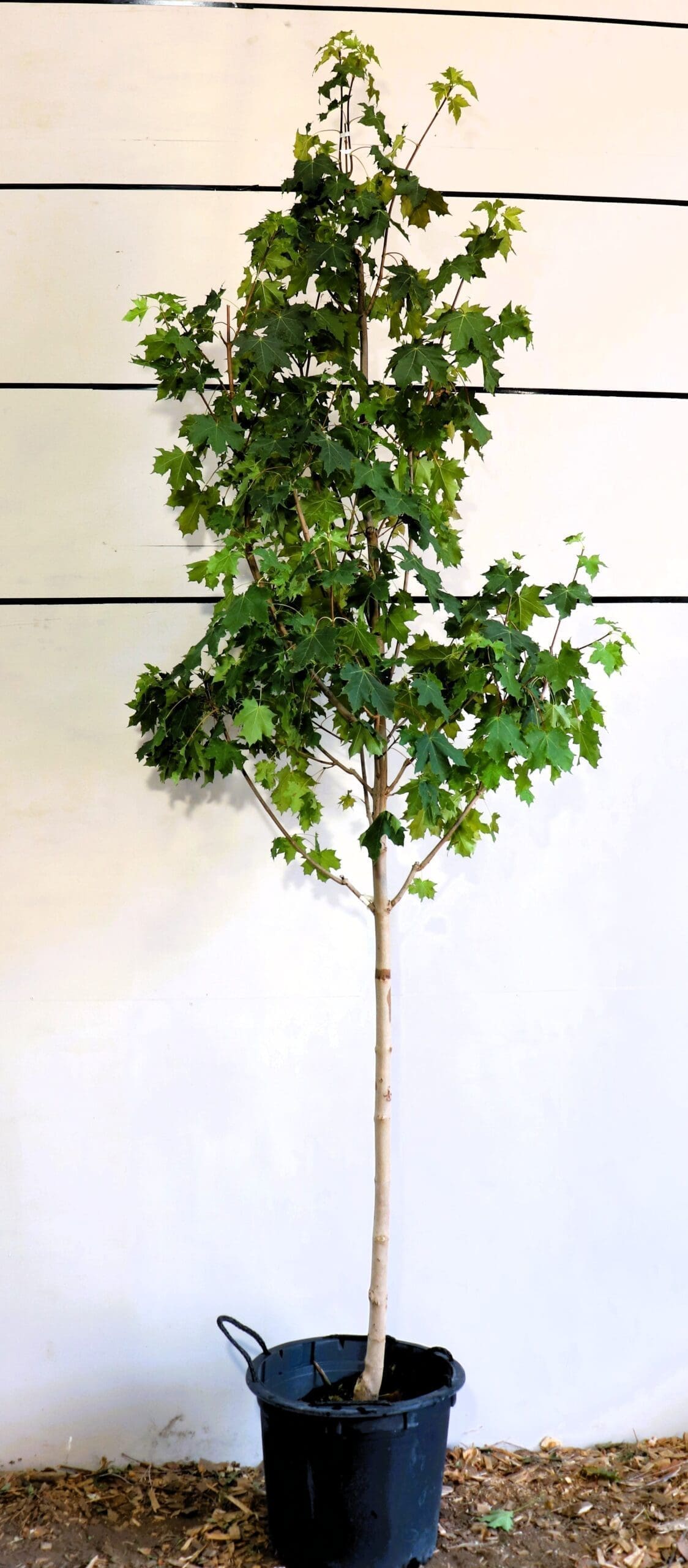 Ulmus japonica x wilsoniana 'Morton'