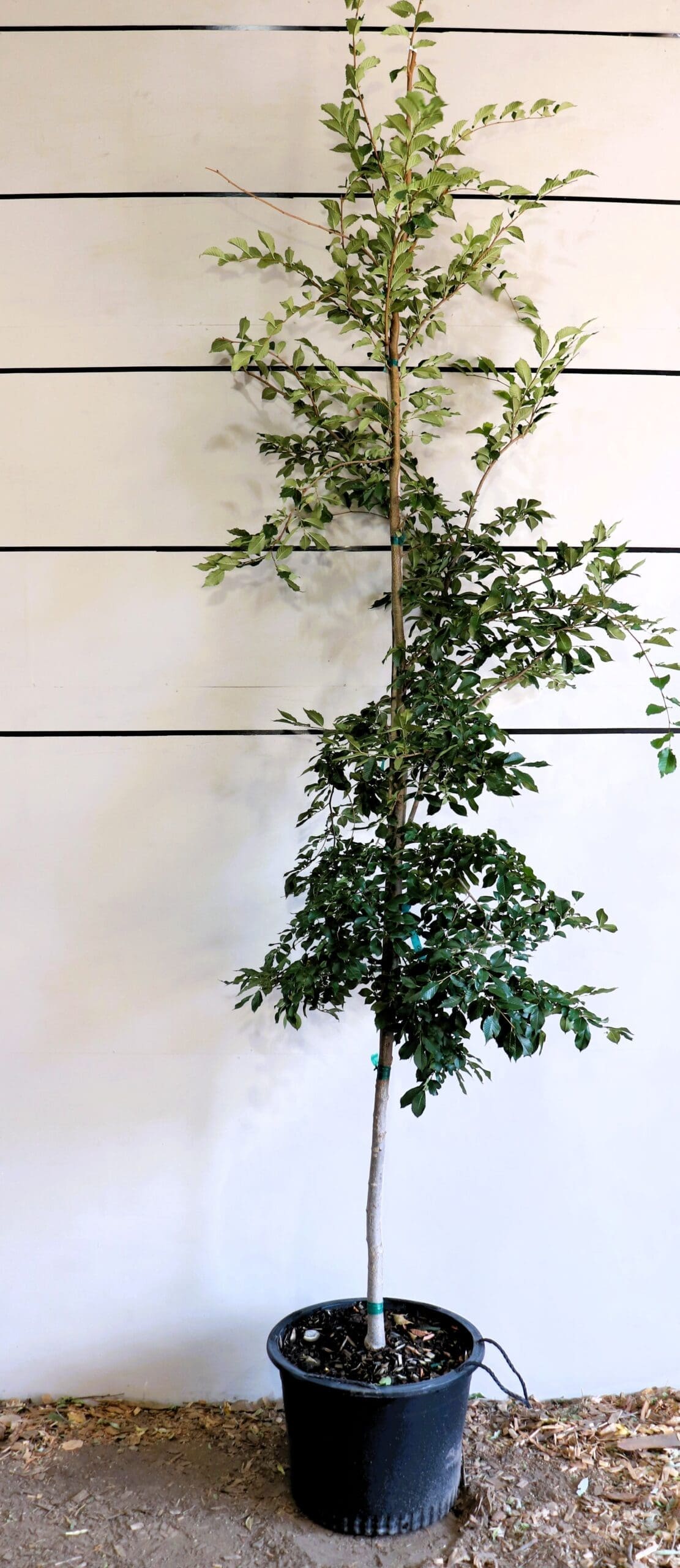 Ulmus japonica x wilsoniana 'Morton'