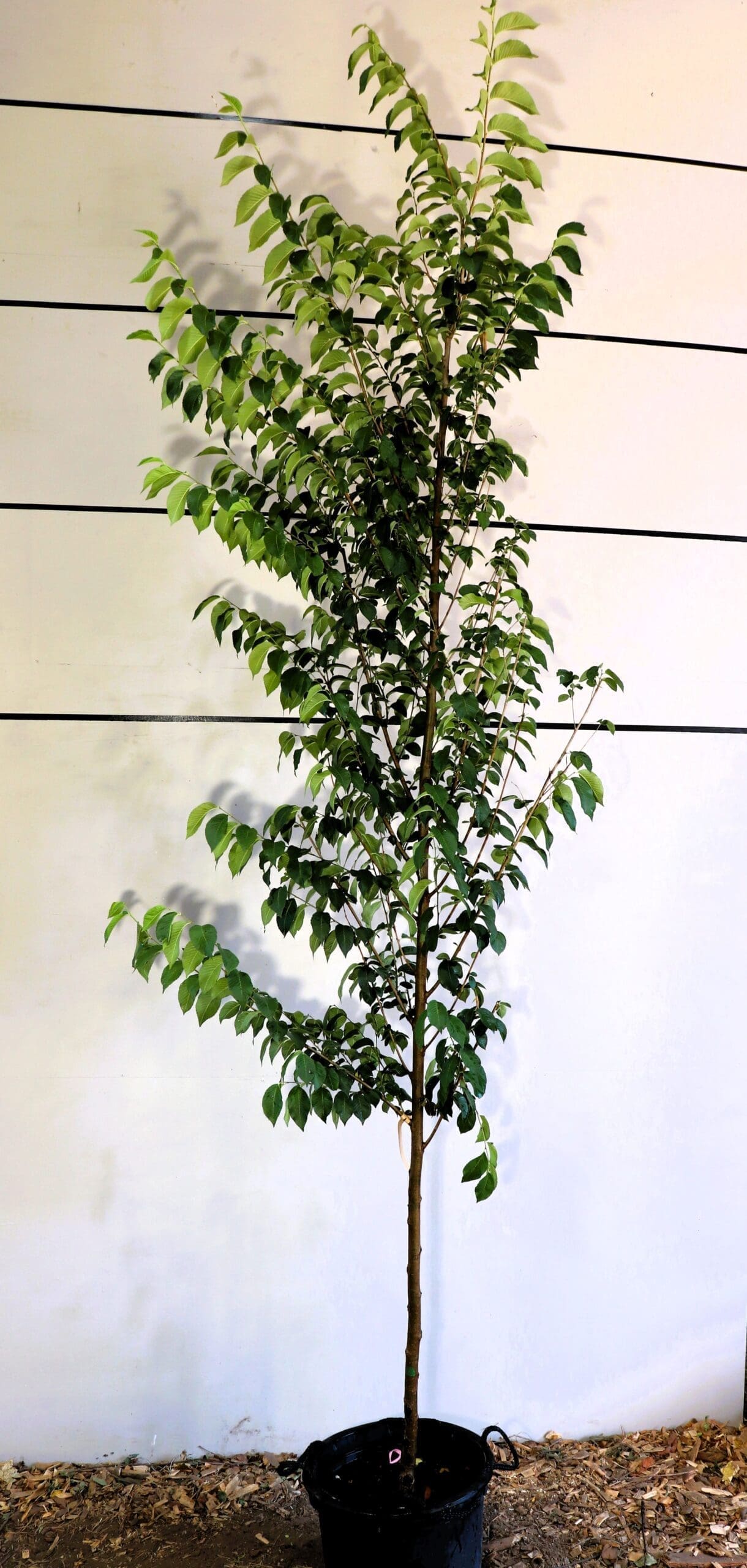 Ulmus japonica x pumila 'New Horizon'