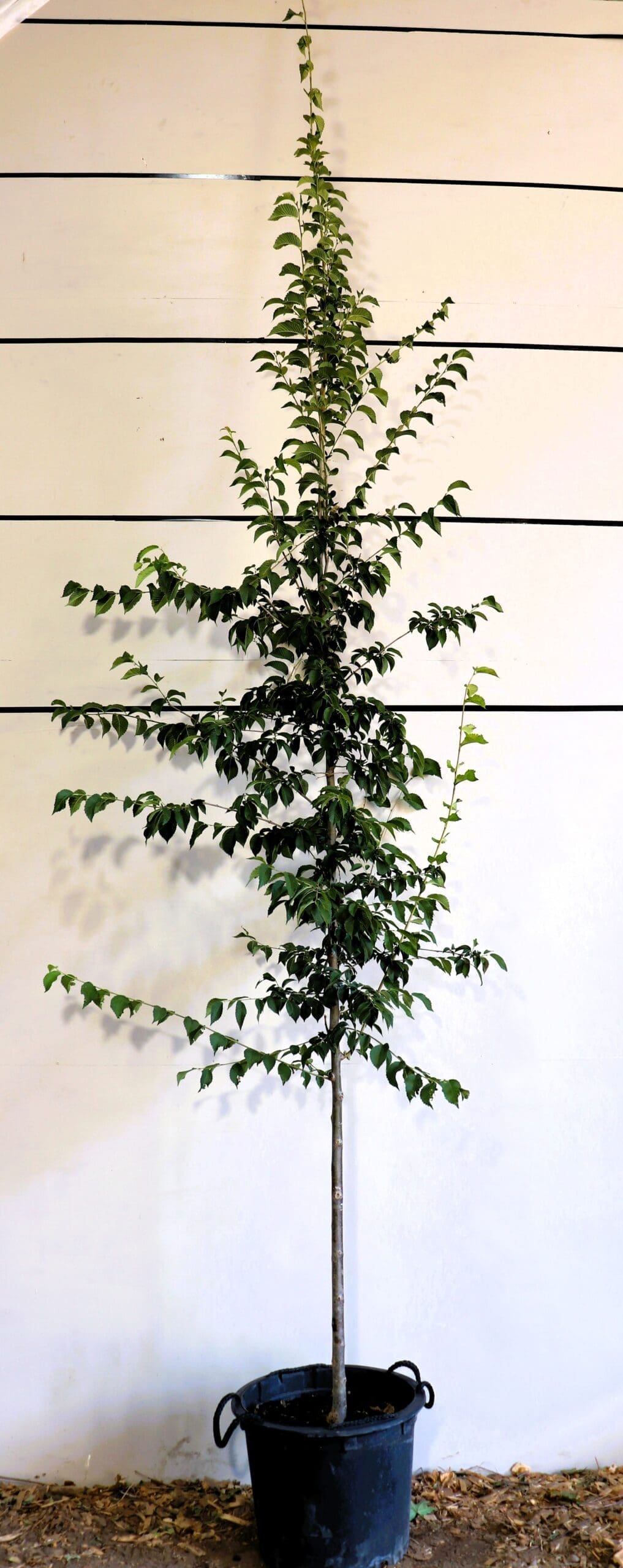 Ulmus 'Patriot'