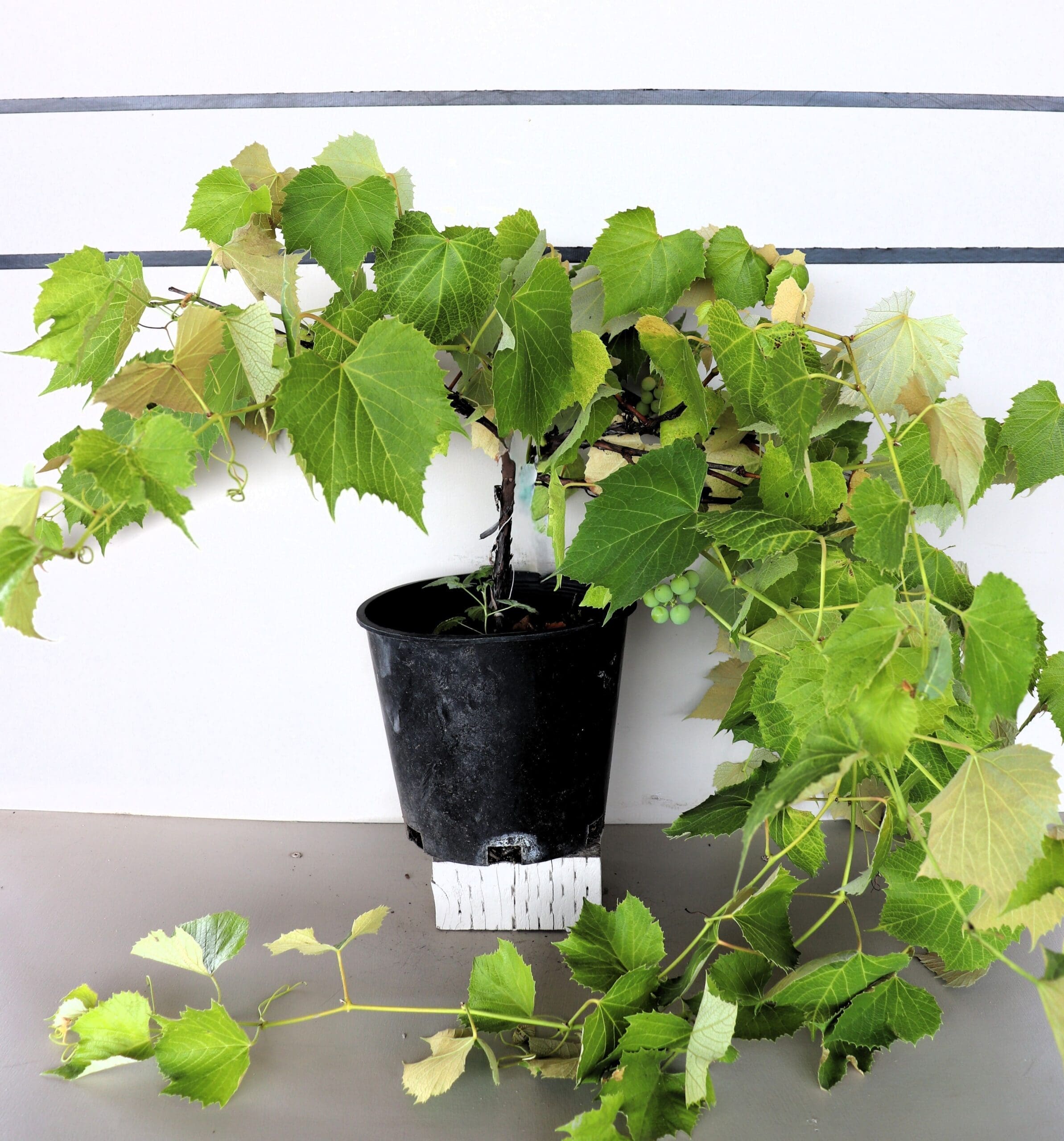 Vitis 'Bluebell'
