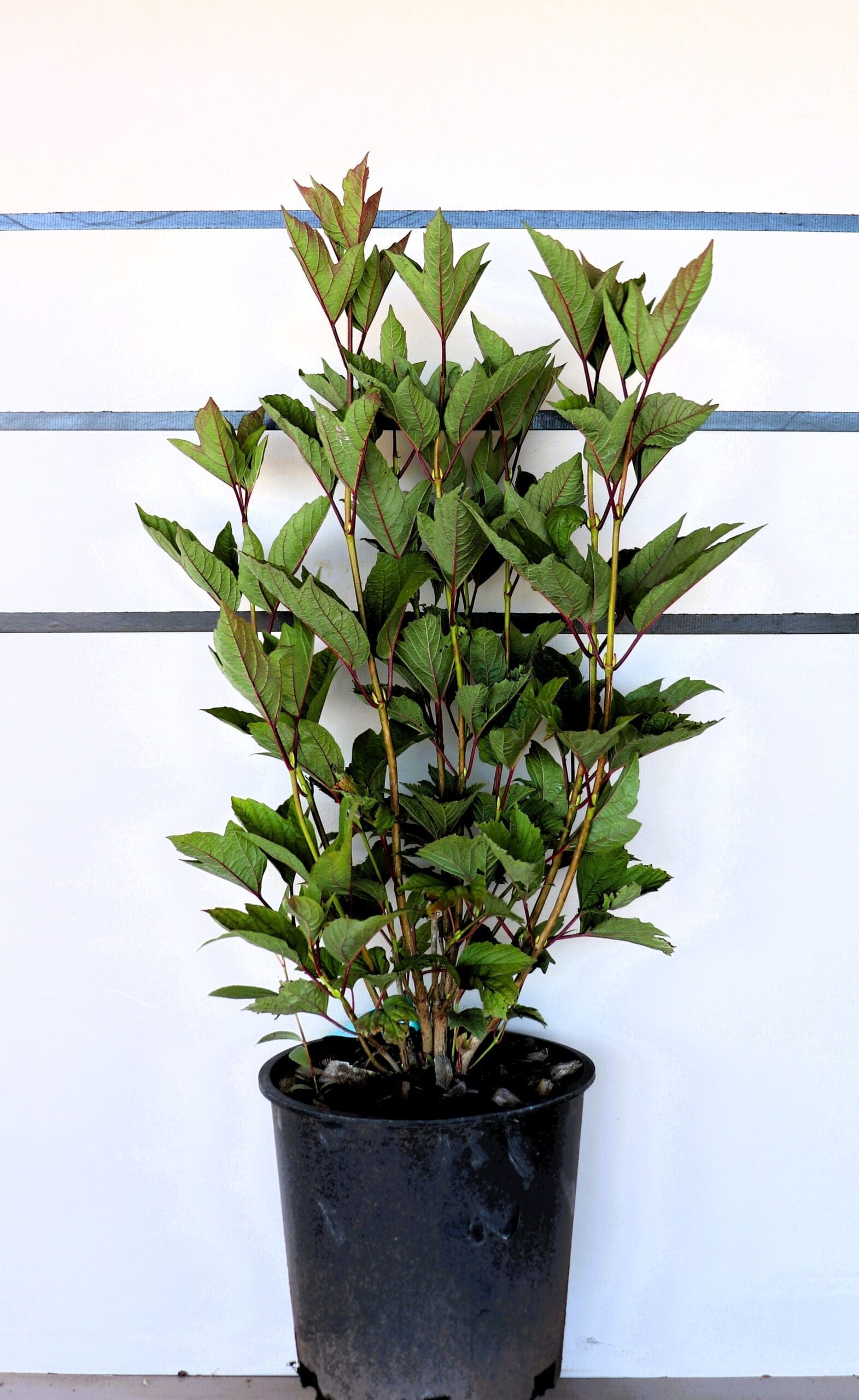 Viburnum trilobum 'Bailey Compact'