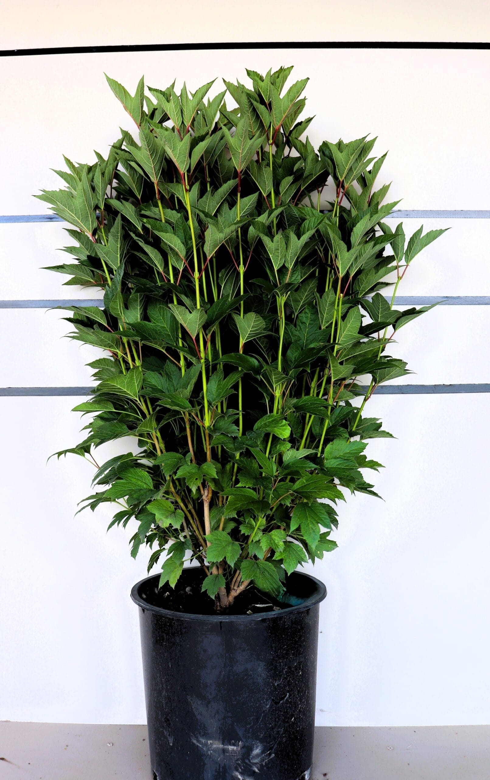 Viburnum trilobum 'Bailey Compact'