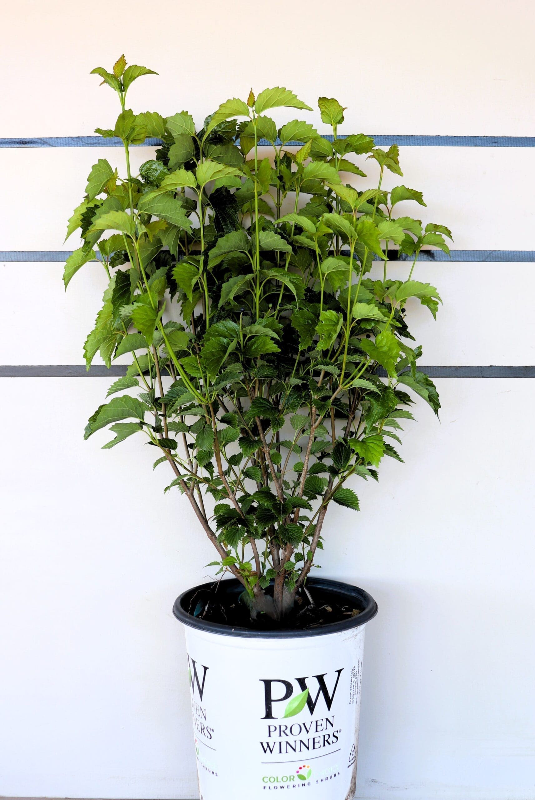 Viburnum dentatum 'Christom'