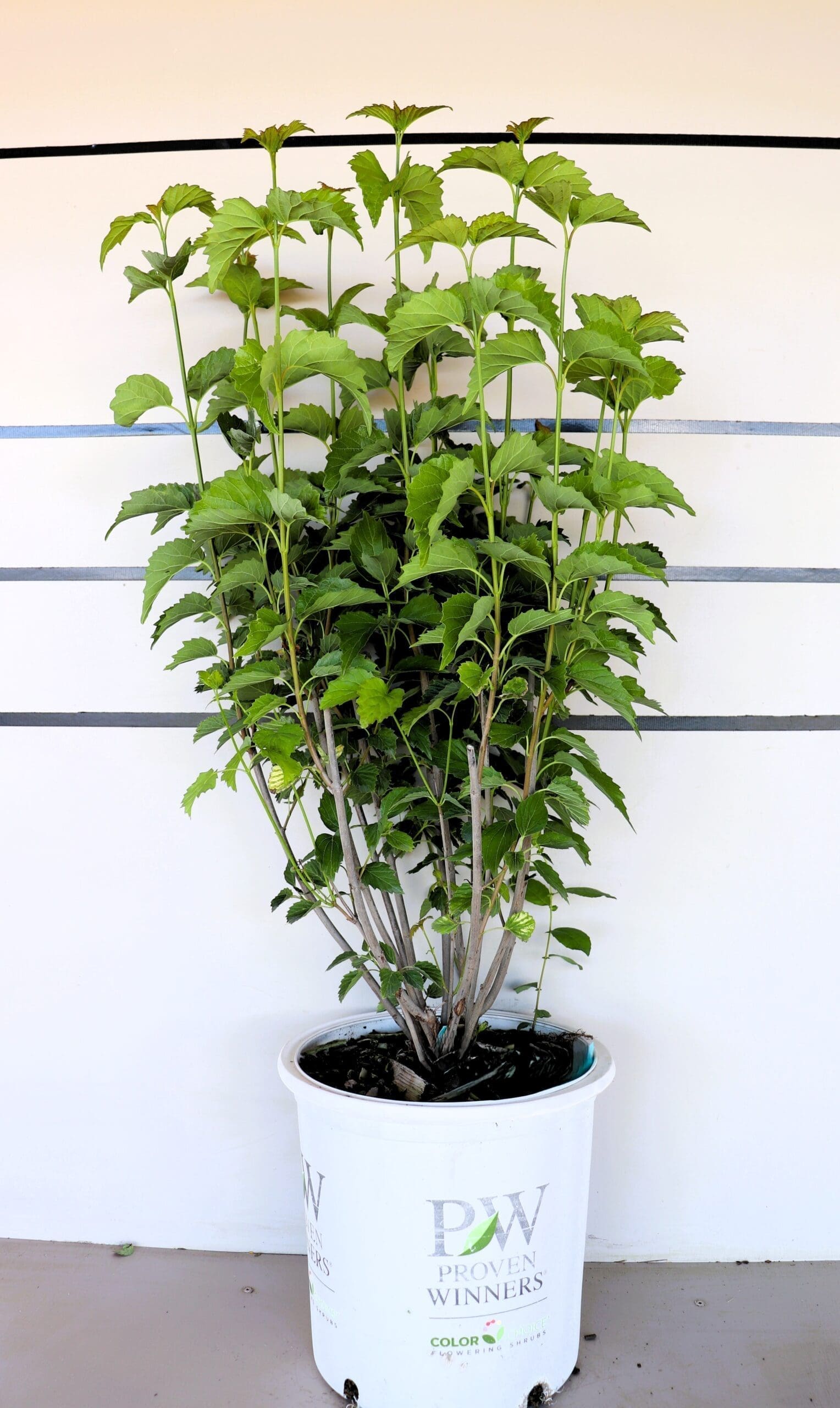 Viburnum dentatum 'Christom'