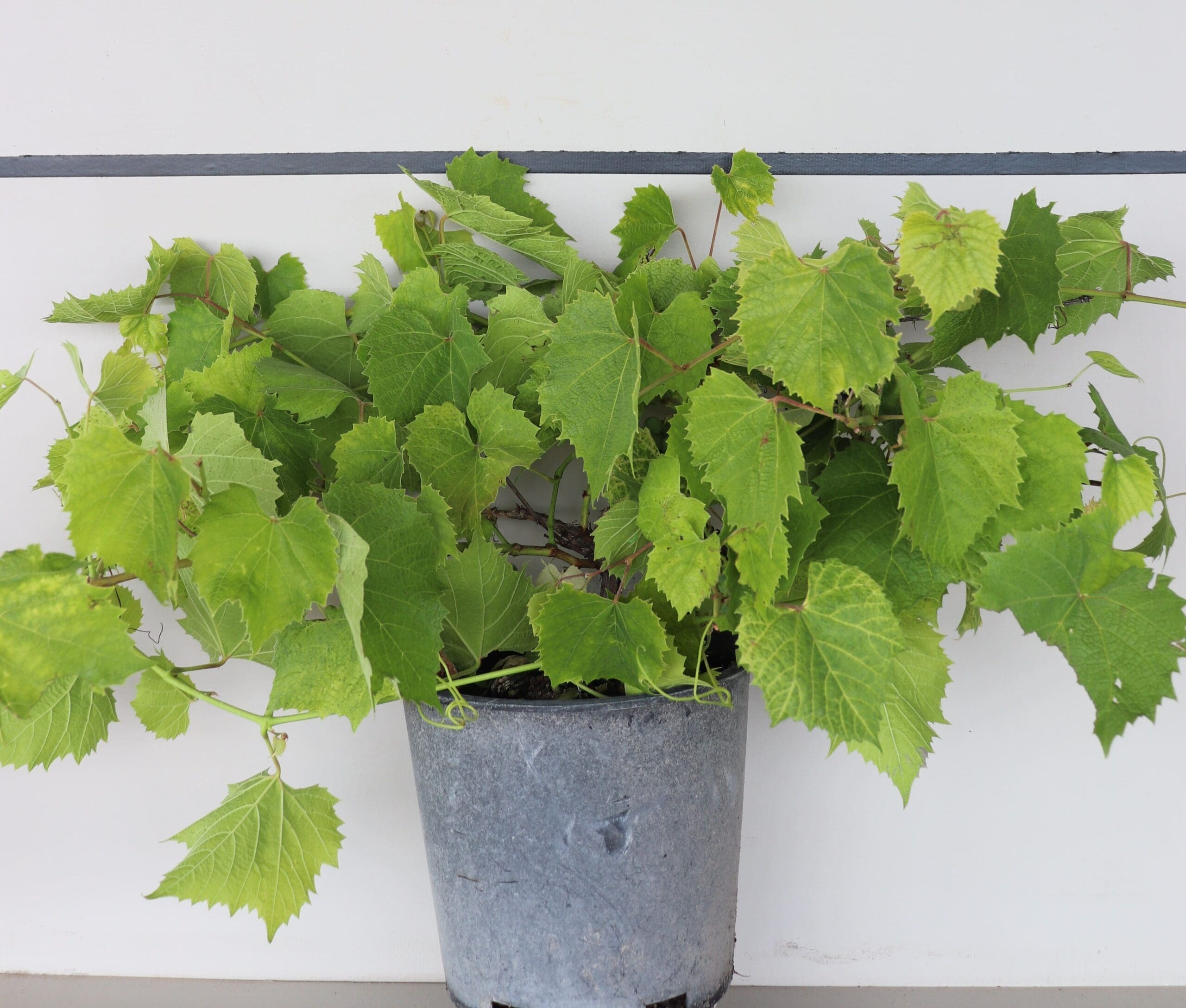 Vitis 'Beta'