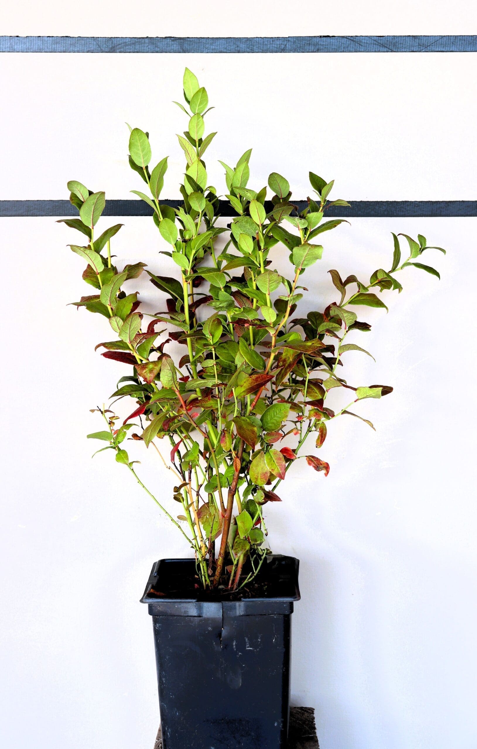 Vaccinium 'Chippewa'
