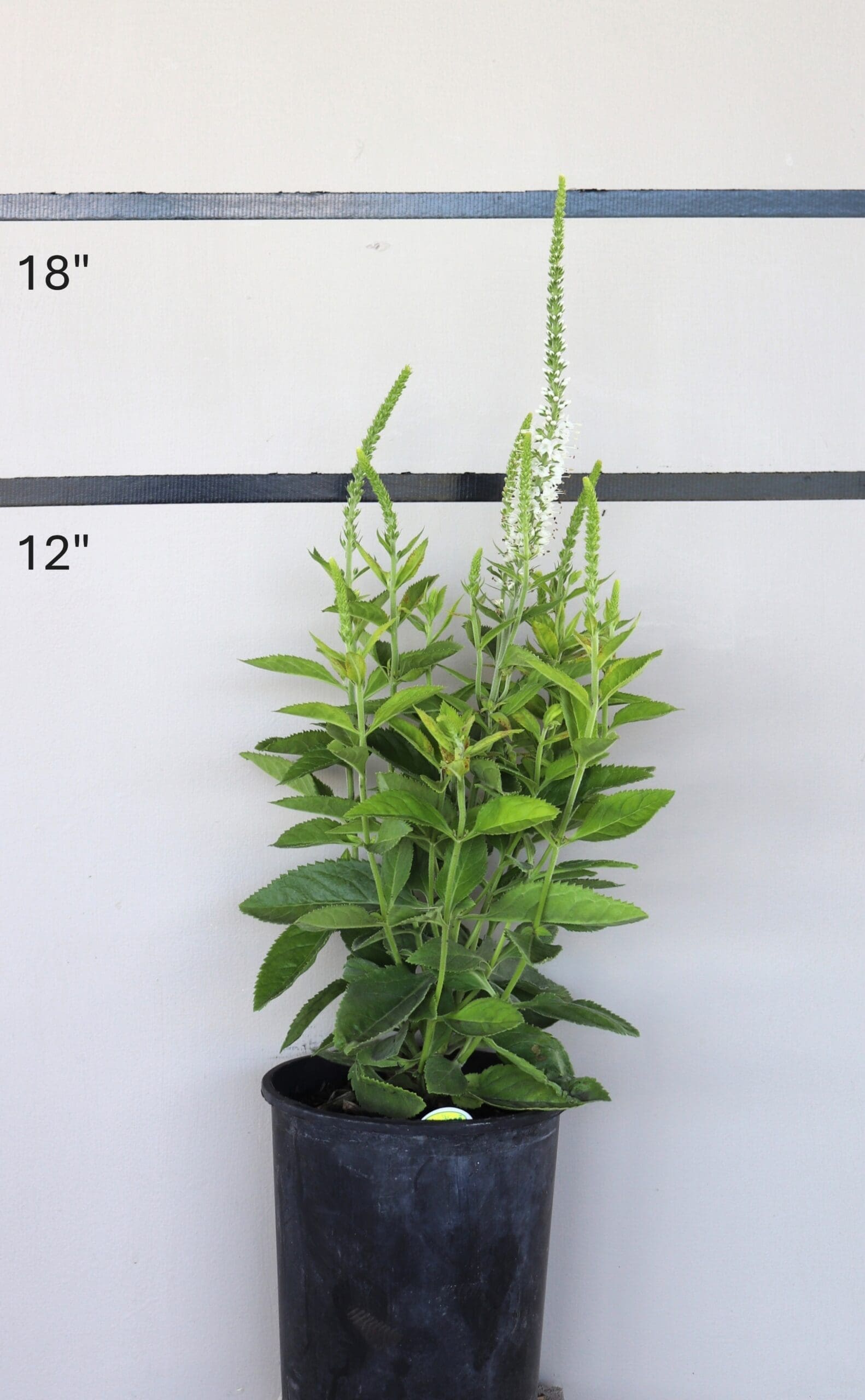 Veronica spicata 'Icicle' - Icicle Speedwell