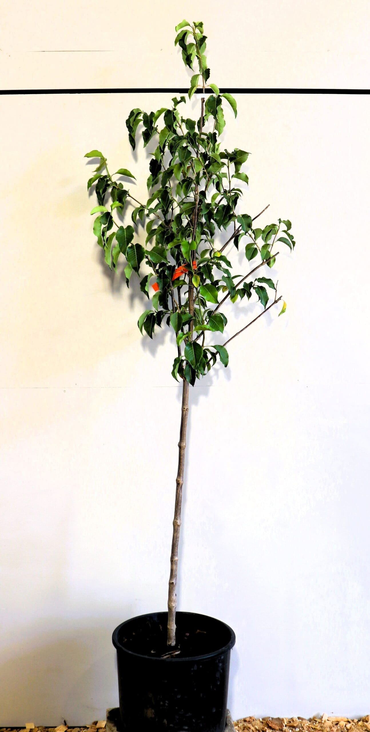 Viburnum lentago S/S