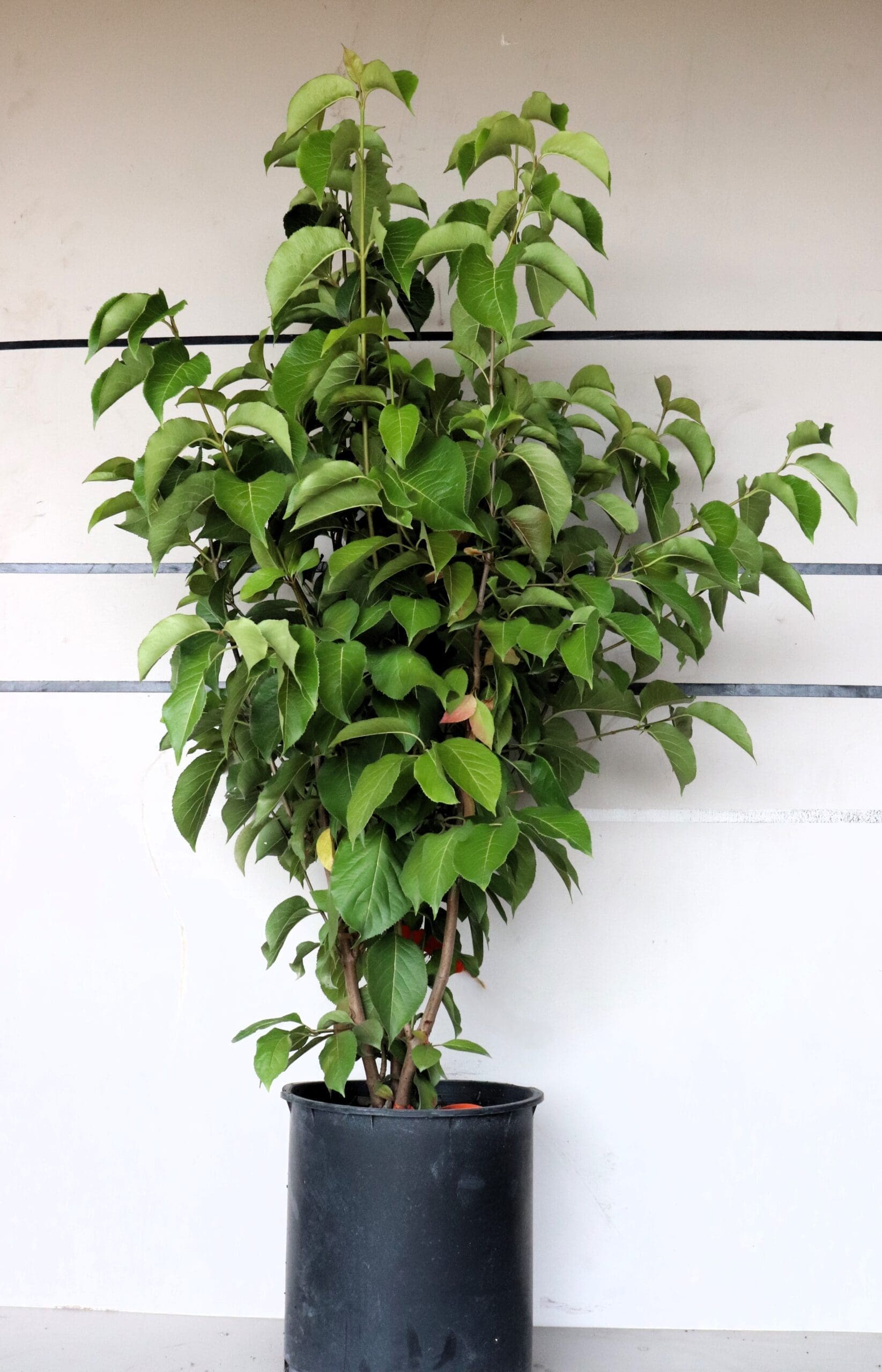 Viburnum lentago M/S