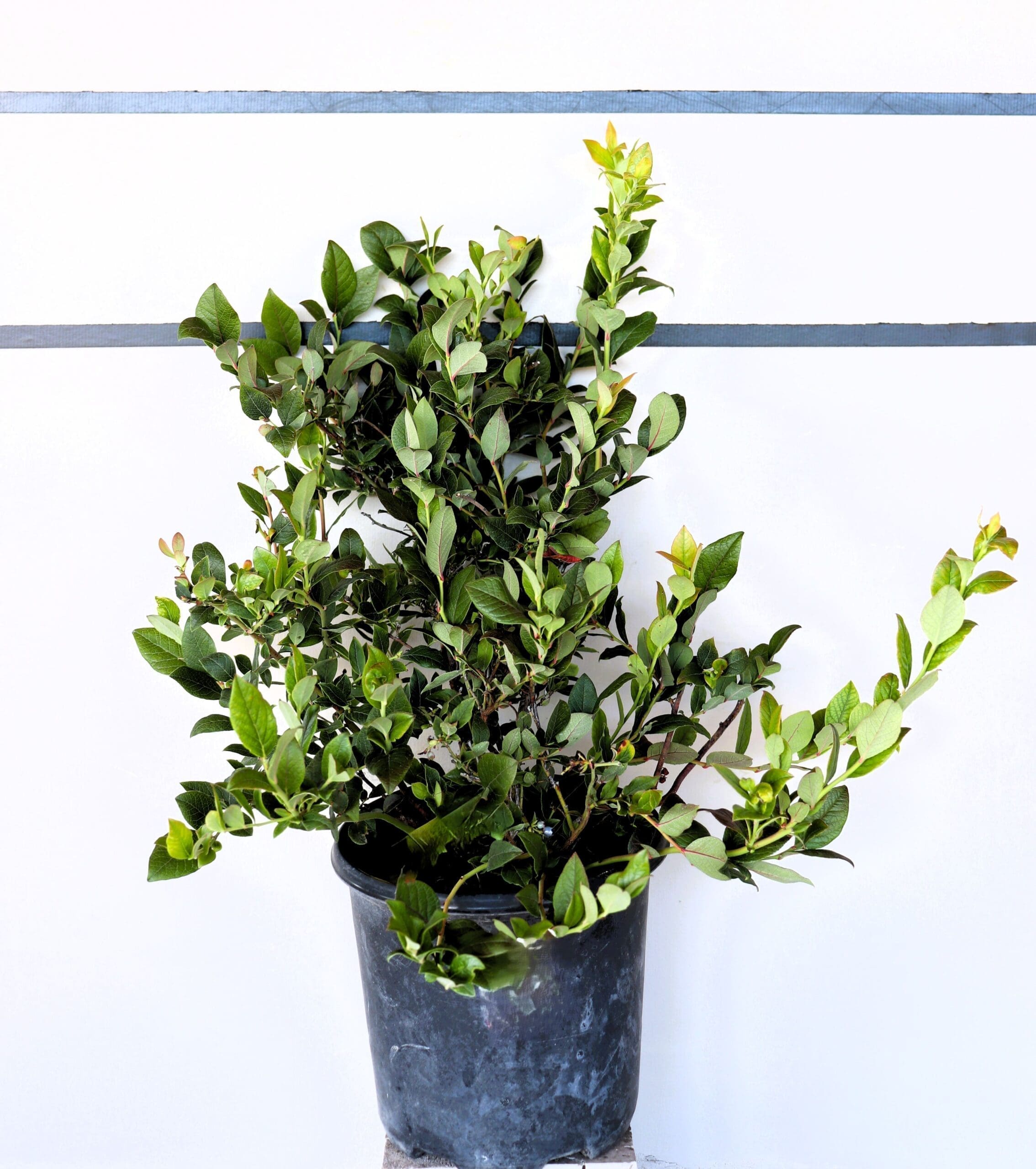 Vaccinium 'Northblue'