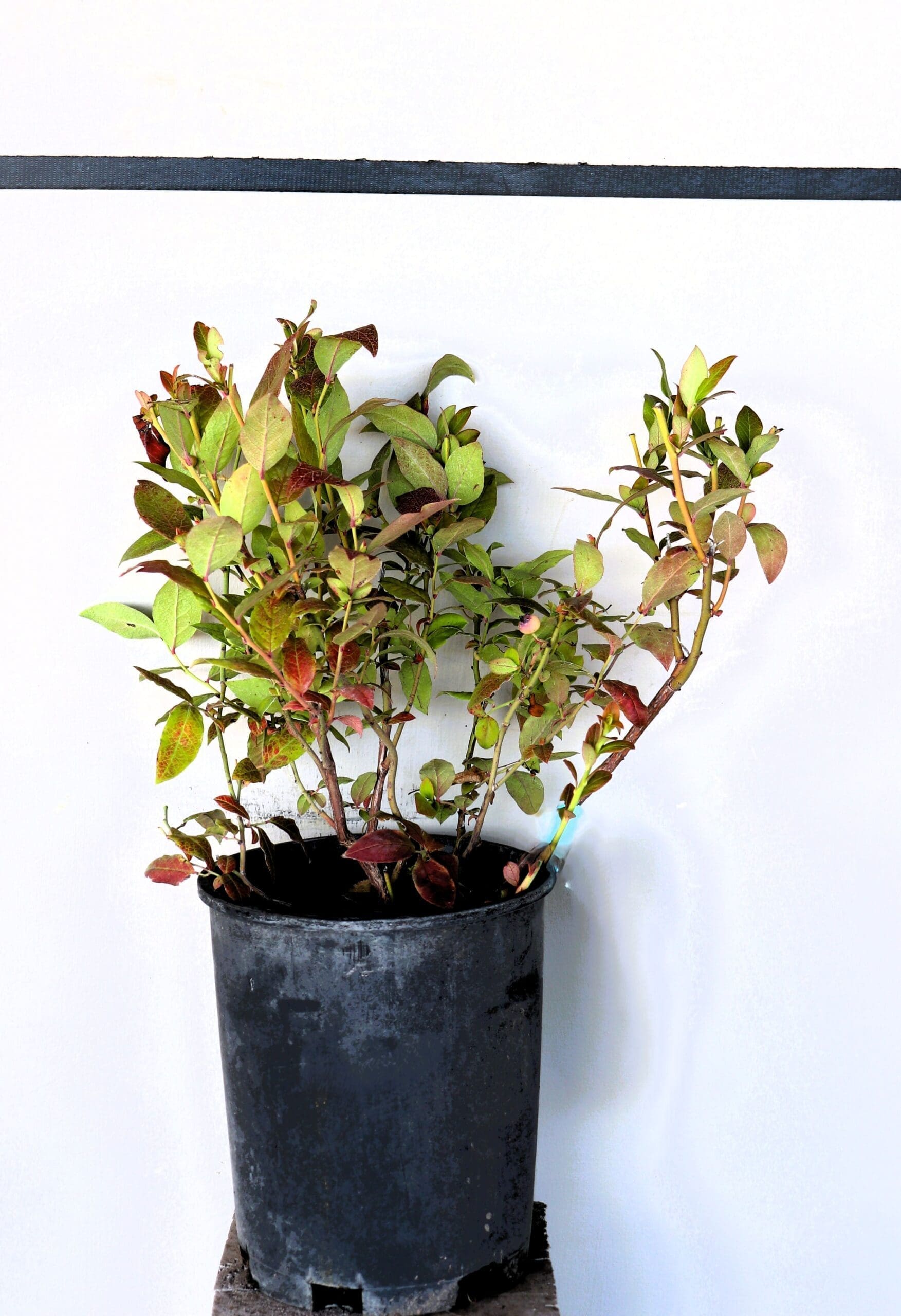 Vaccinium 'Northcountry'