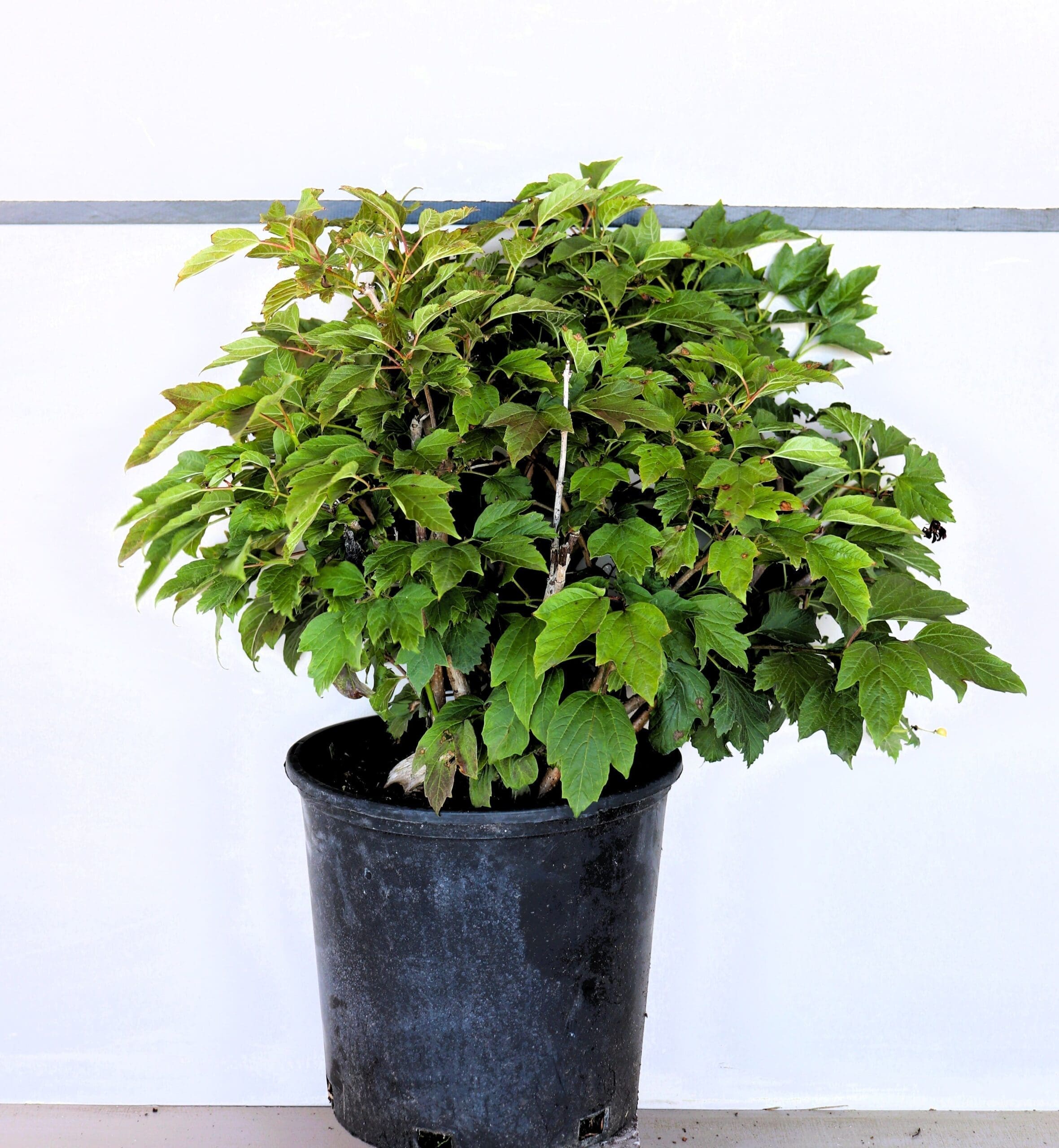 Viburnum opulus 'Compactum'