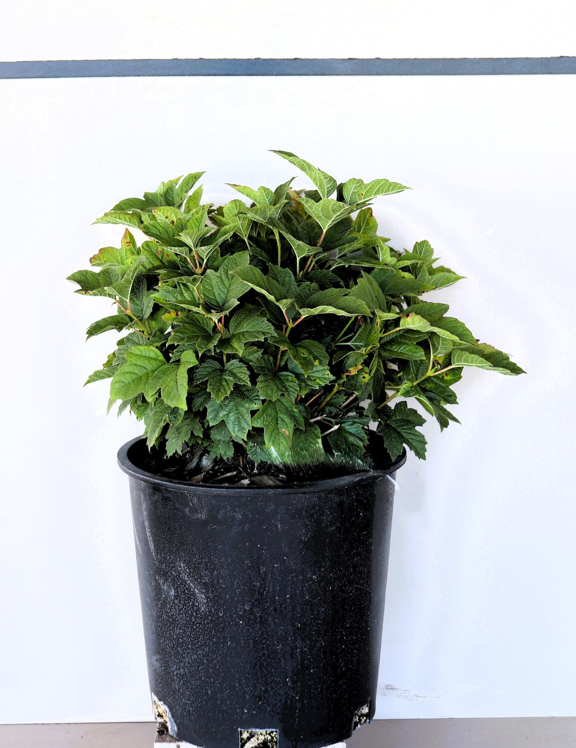 Viburnum opulus 'Nanum'