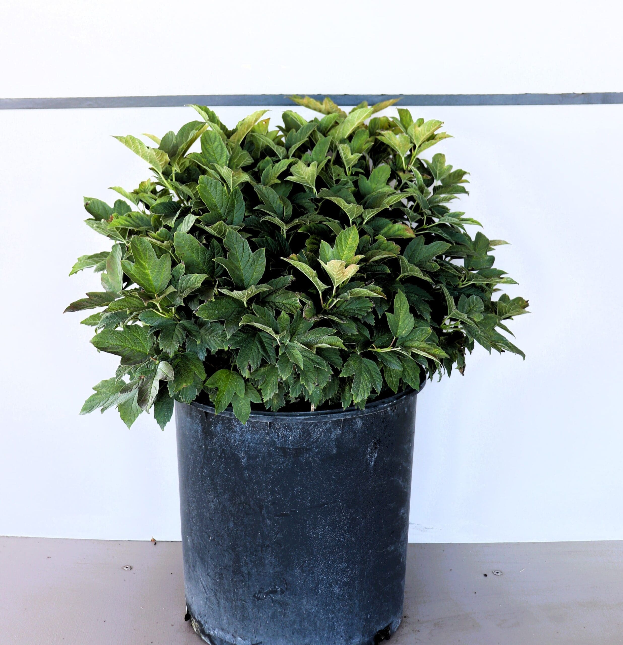 Viburnum opulus 'Nanum'