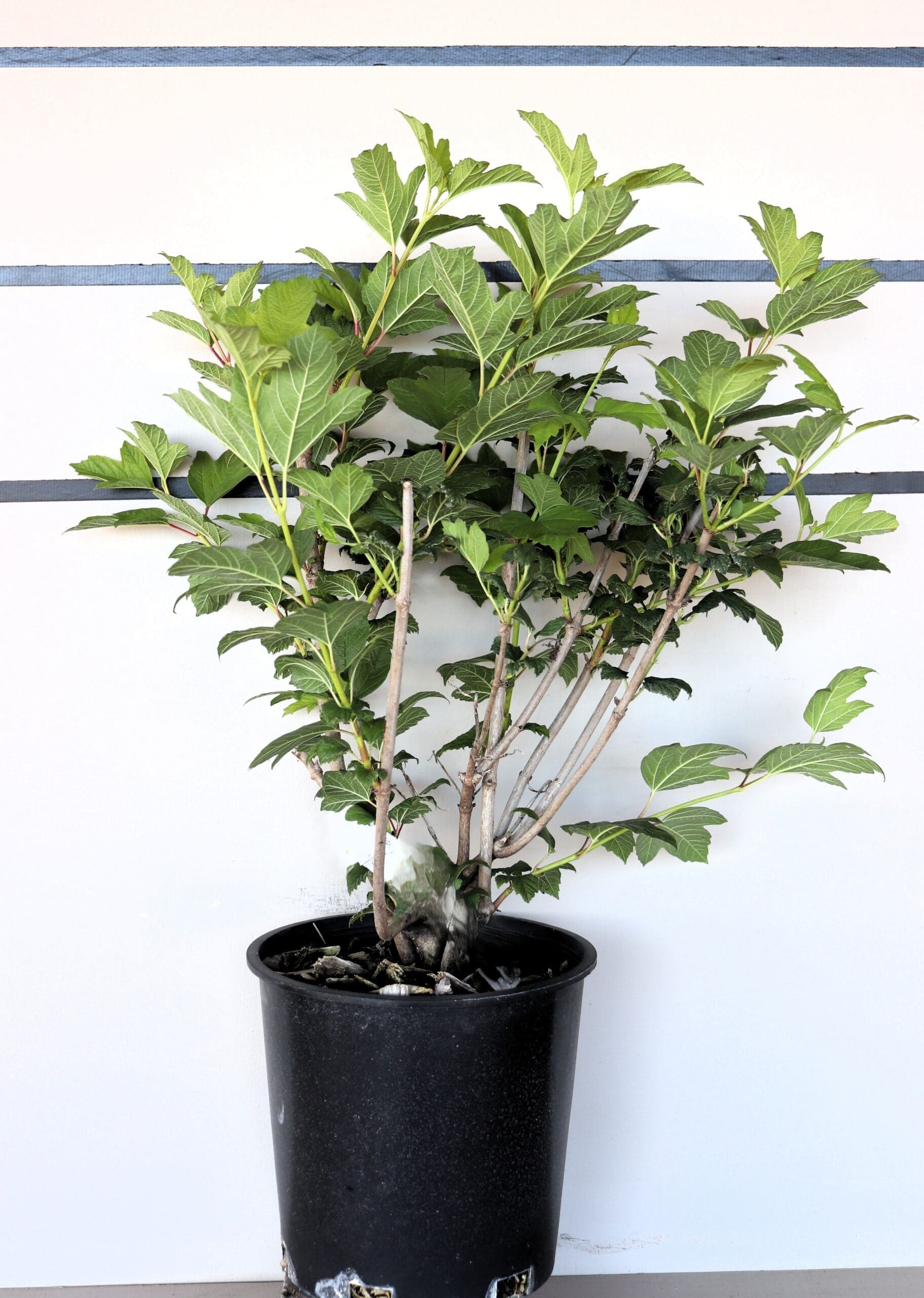Viburnum opulus 'Roseum'