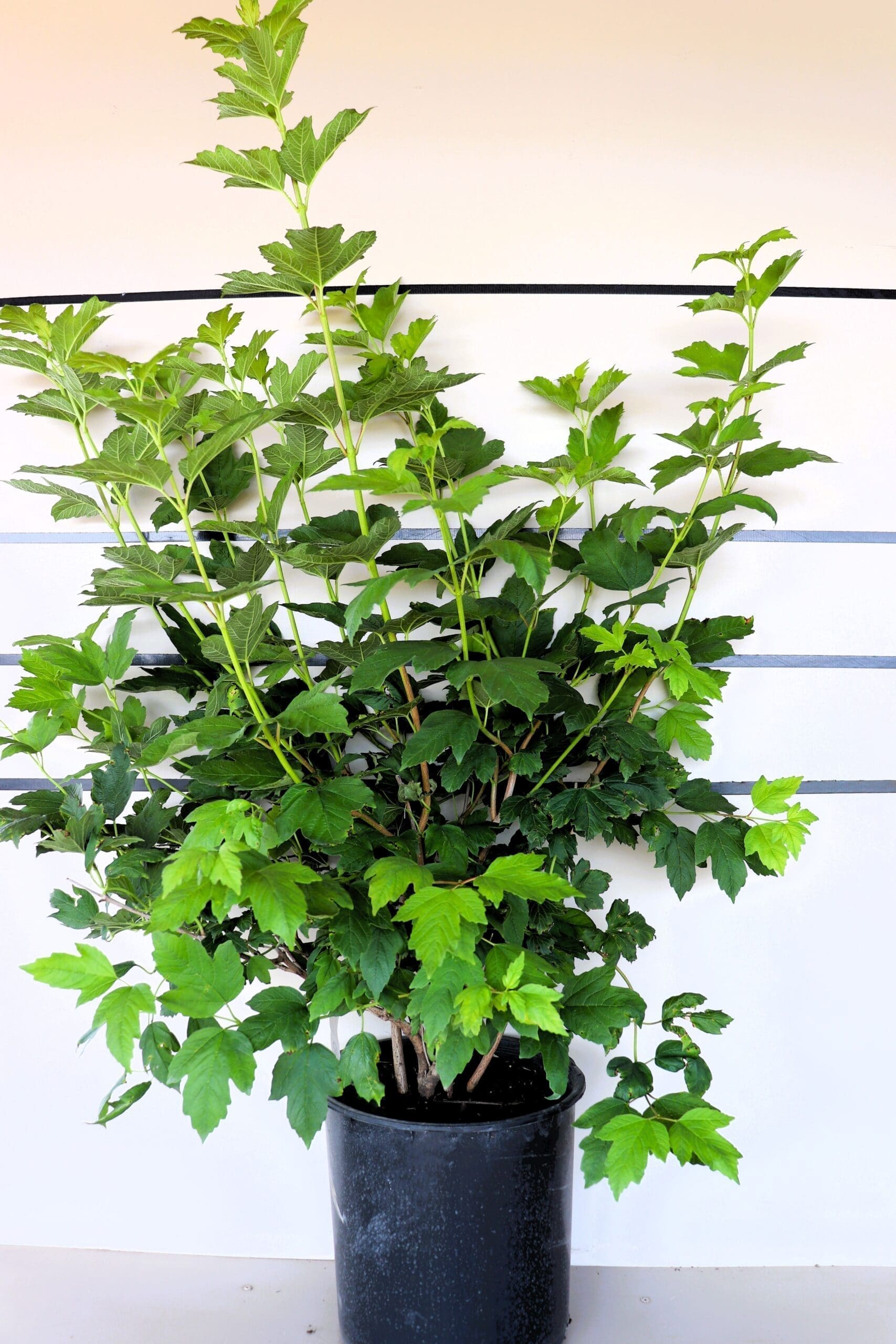 Viburnum opulus 'Roseum'
