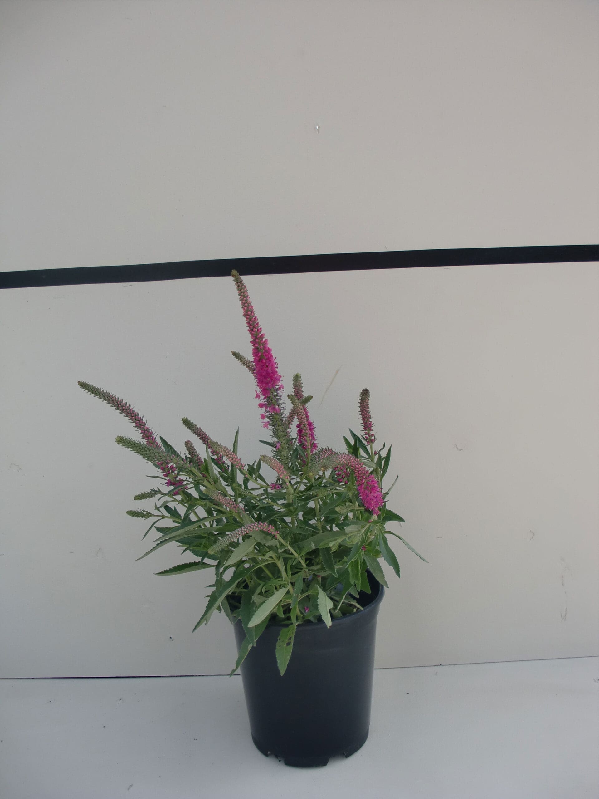 Veronica spicata 'Rotfuch's - Red Fox Speedwell