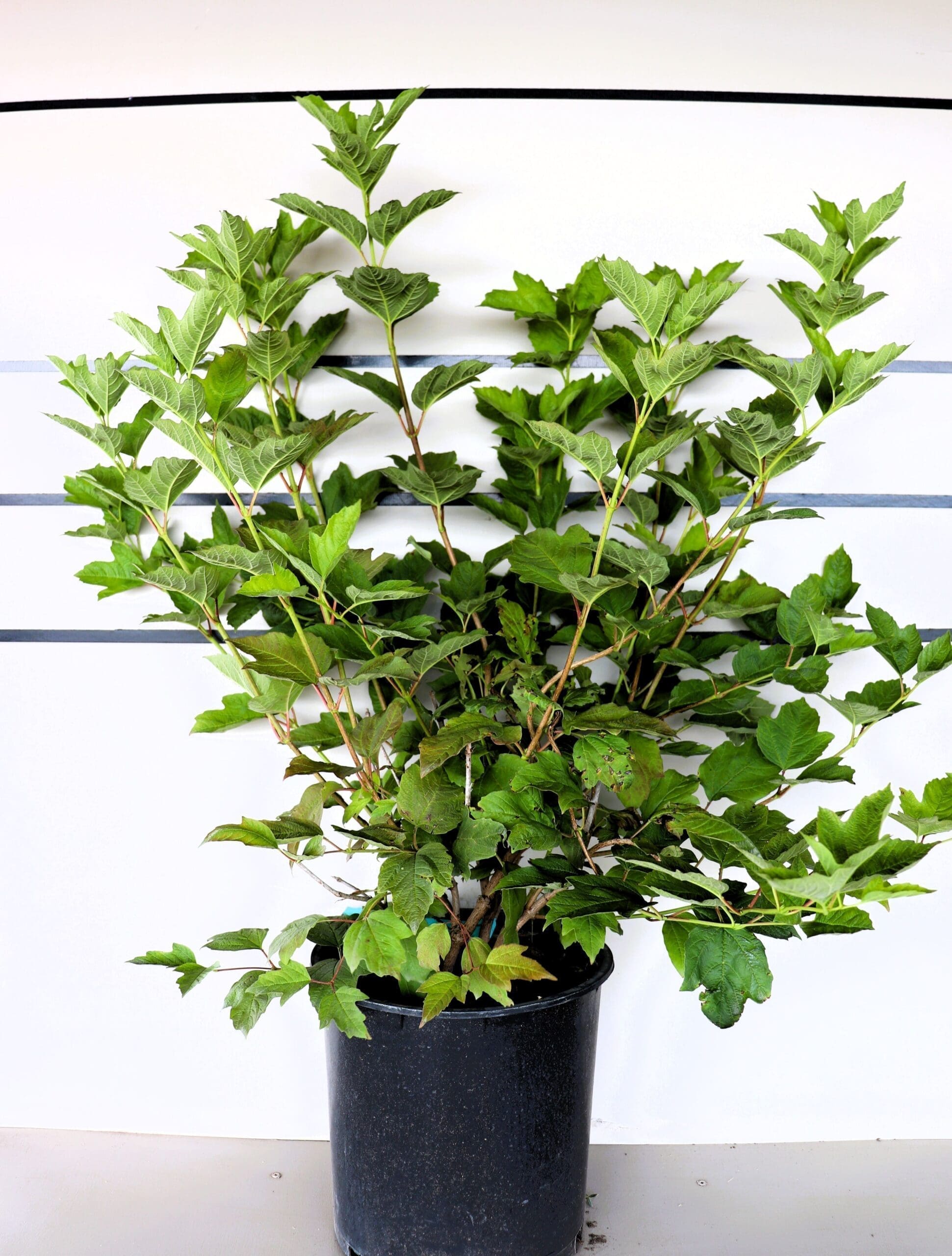 Viburnum trilobum 'Wentworth'