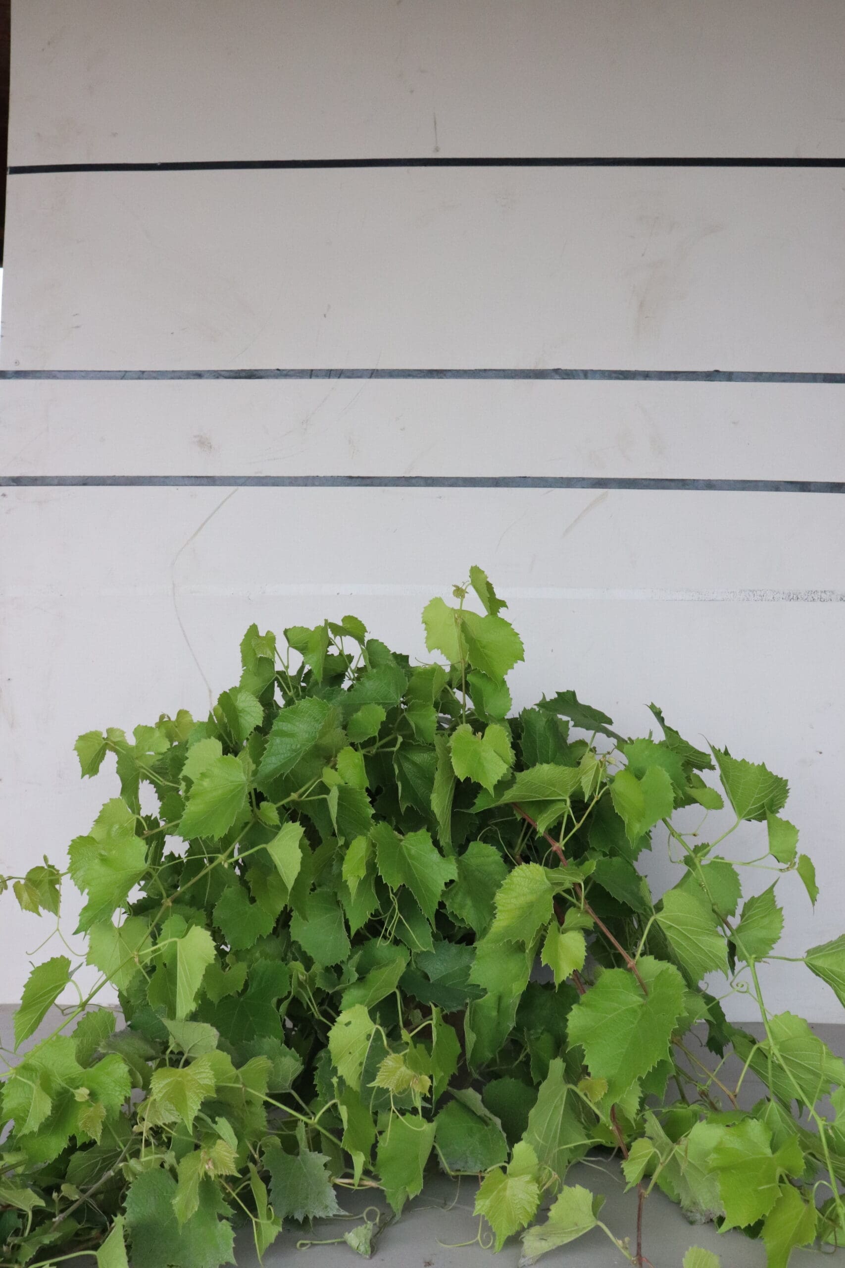 Vitis 'Valiant'
