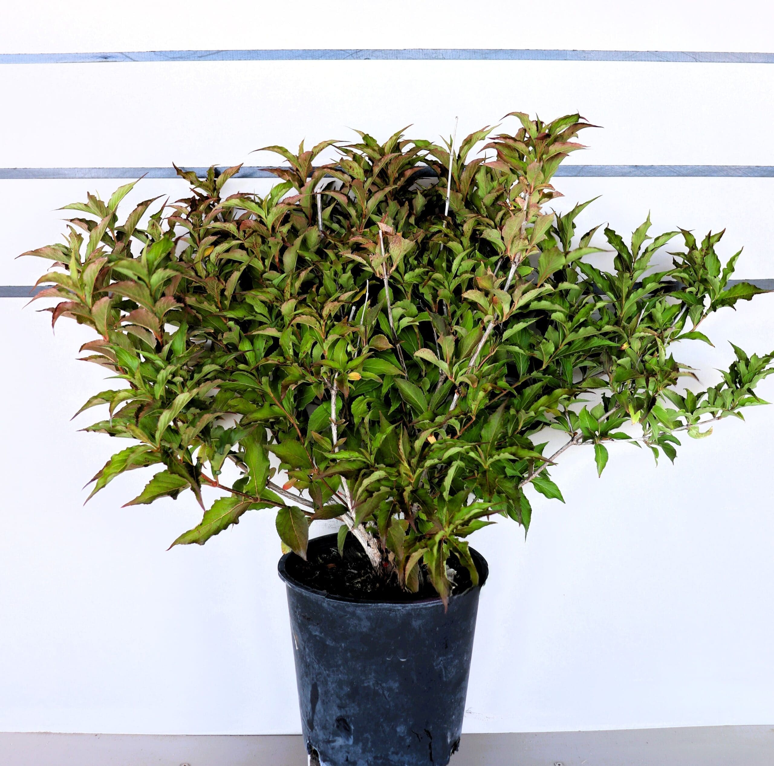 Weigela florida 'Red Prince'