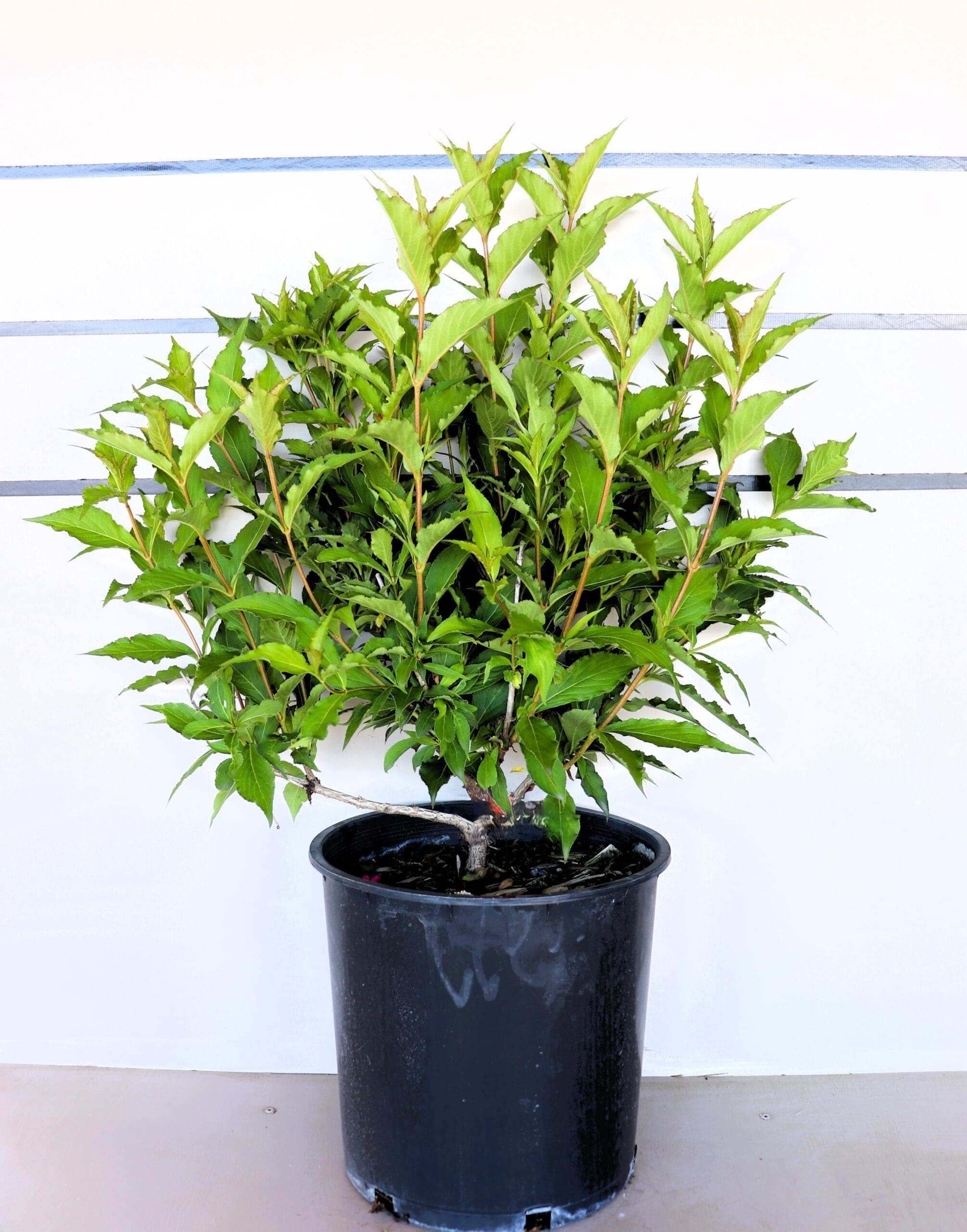 Weigela florida 'Red Prince'